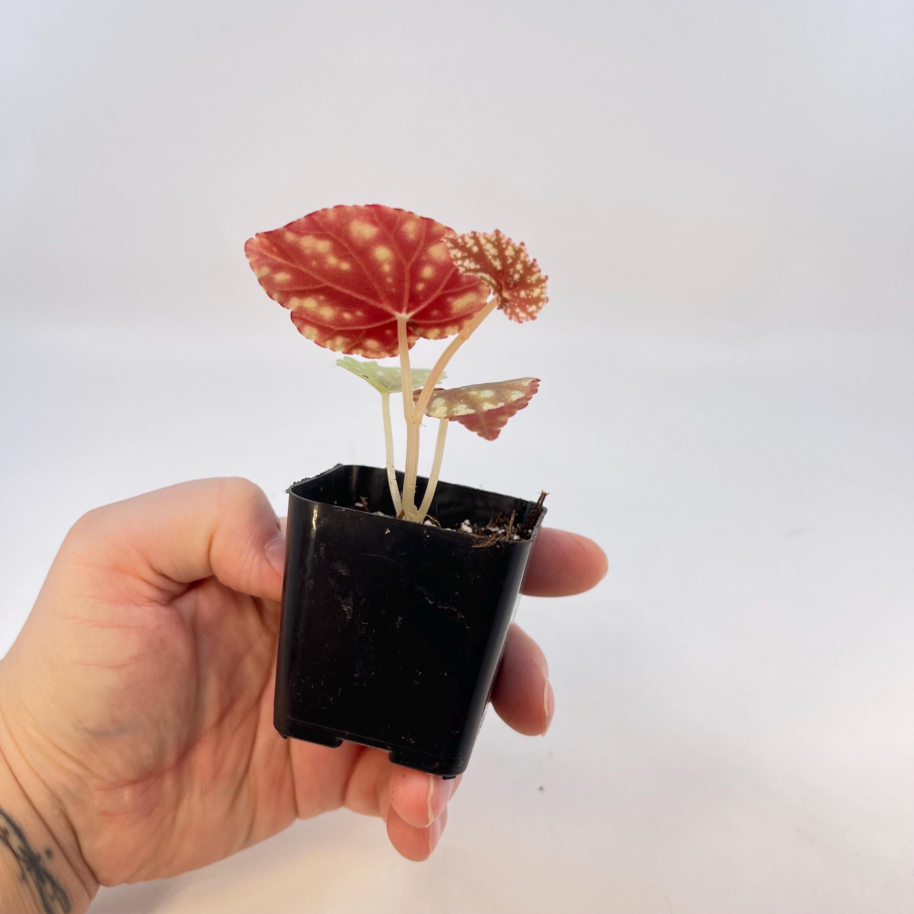 Begonia Botanicaz 90 V.1 (small) (Can acclimate to house conditions)