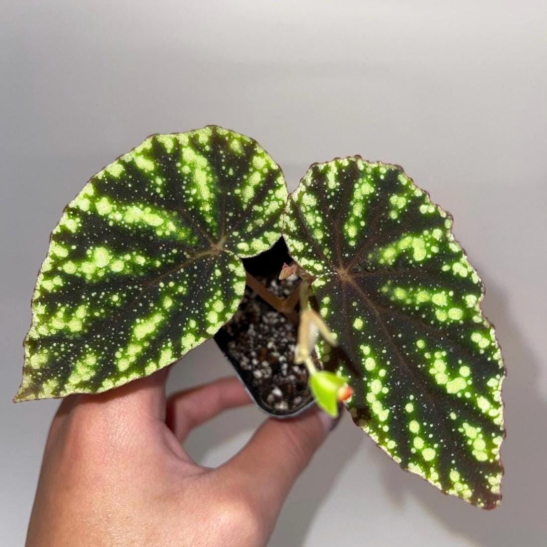 Begonia Botanicaz 90 V.1 (small) (Can acclimate to house conditions)