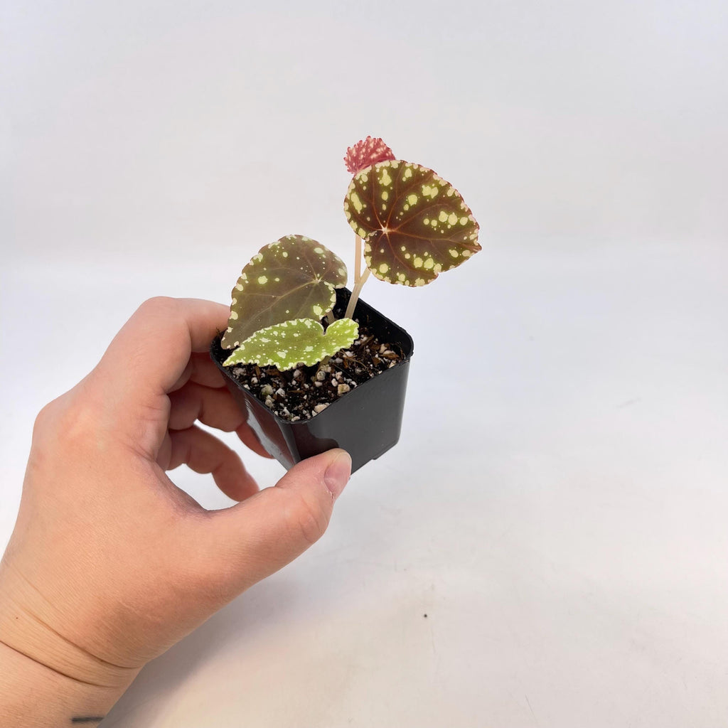 Begonia Botanicaz 90 V.1 (small) (Can acclimate to house conditions)