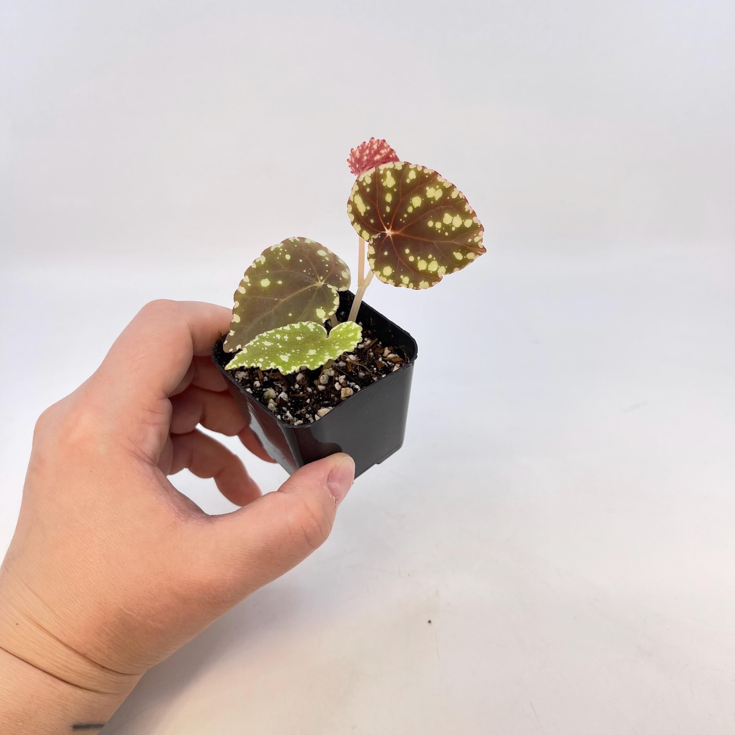 Begonia Botanicaz 90 V.1 (small) (Can acclimate to house conditions)