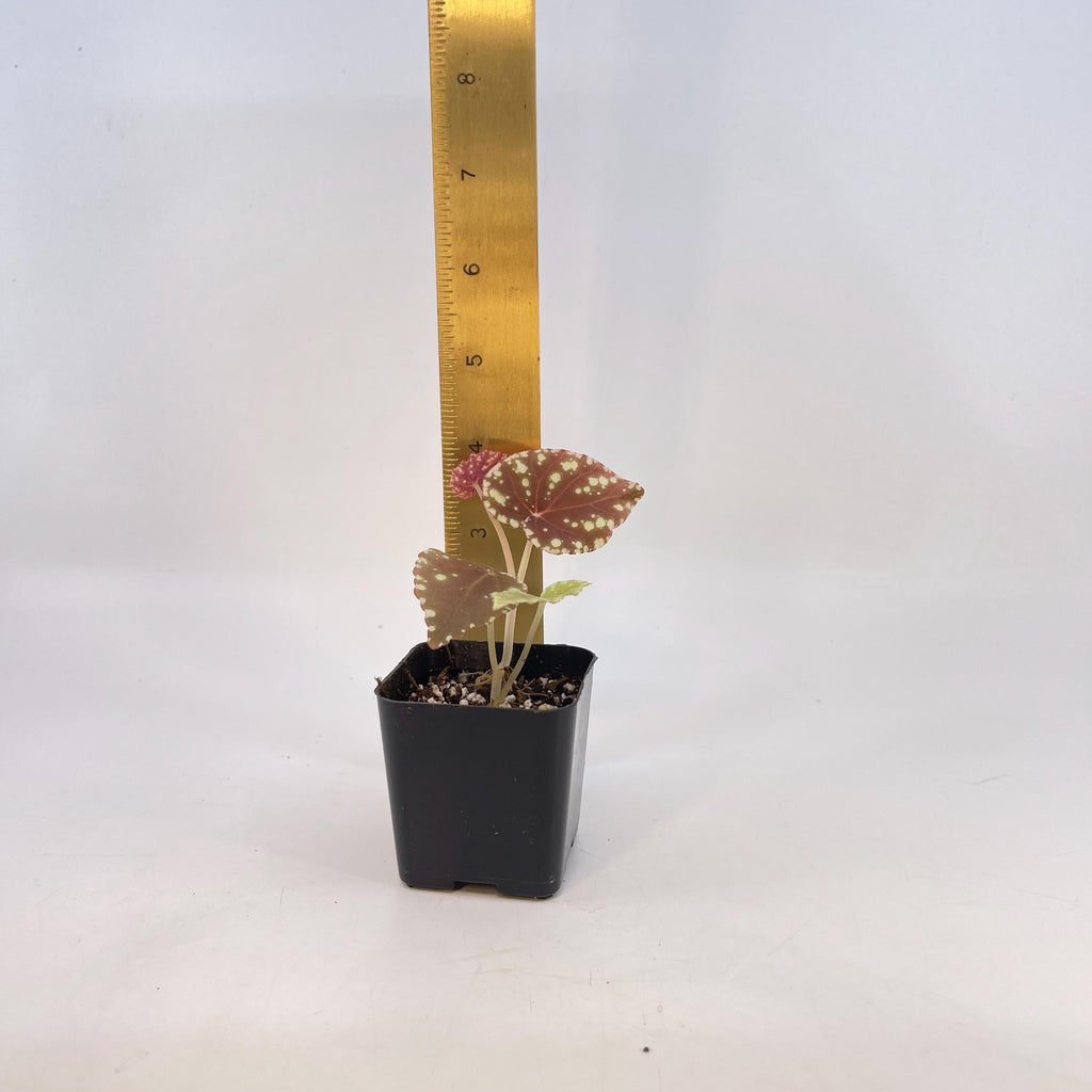 Begonia Botanicaz 90 V.1 (small) (Can acclimate to house conditions)
