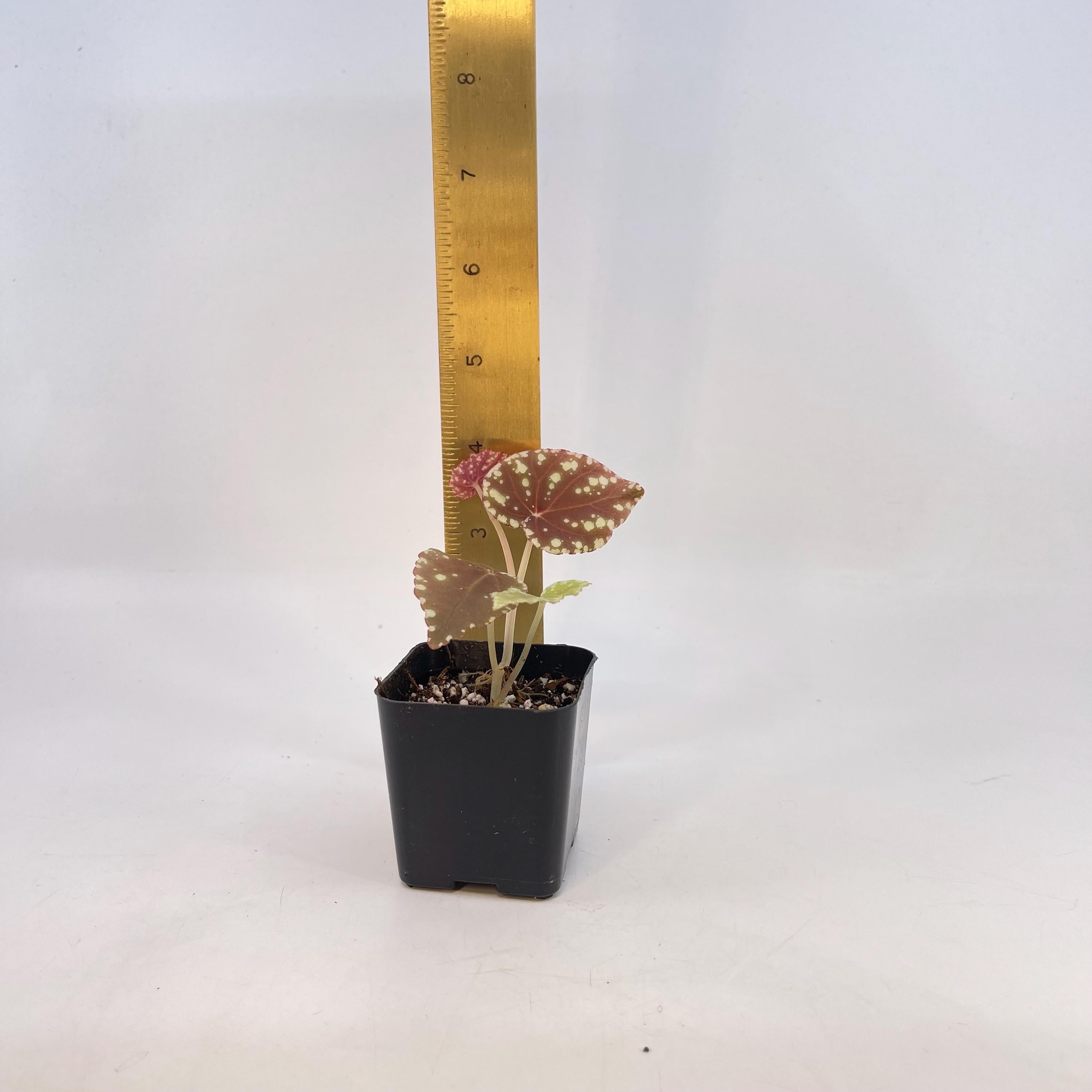 Begonia Botanicaz 90 V.1 (small) (Can acclimate to house conditions)