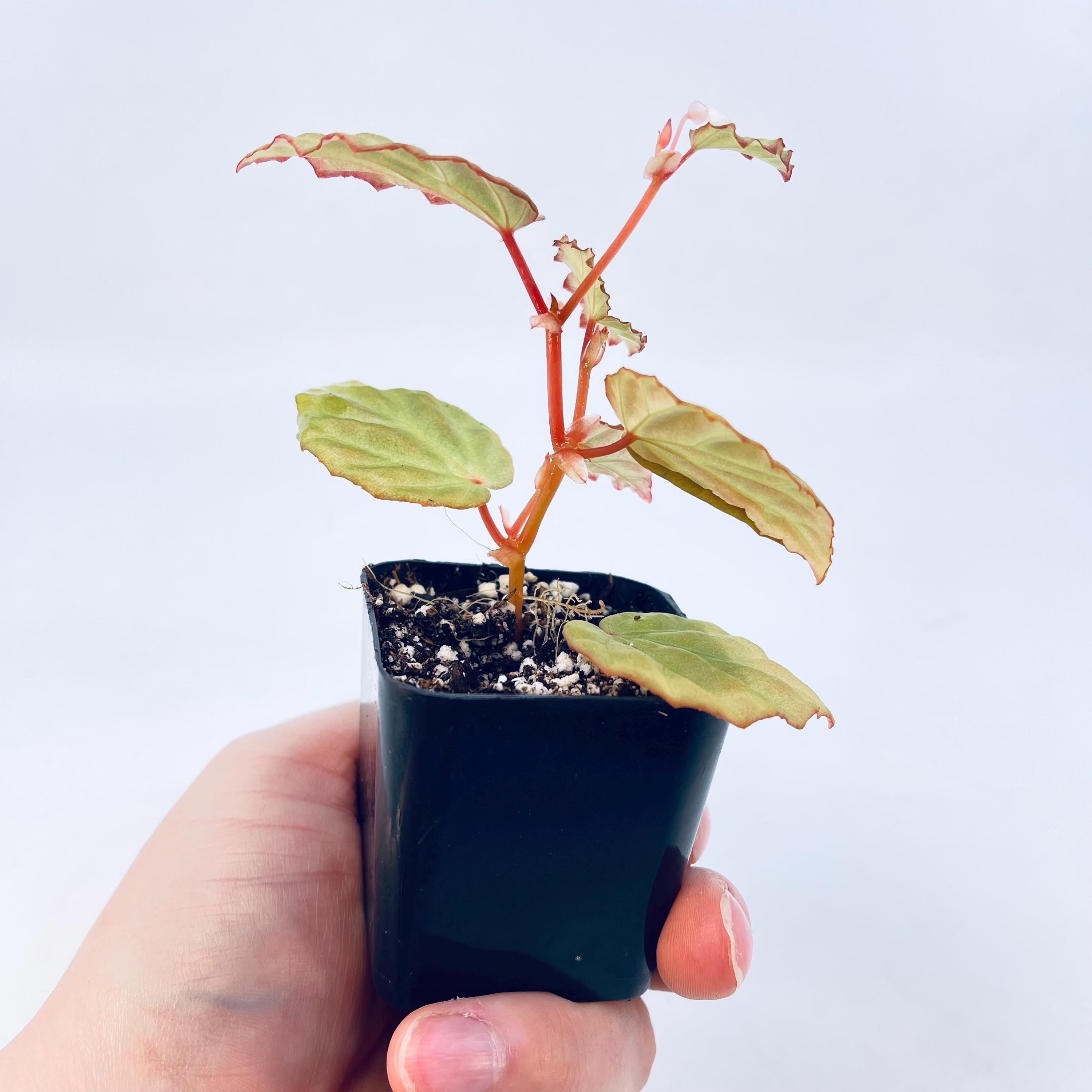 One FREE Per Item Purchased Begonia Botanicaz 85 V.5 'Satin Mint'