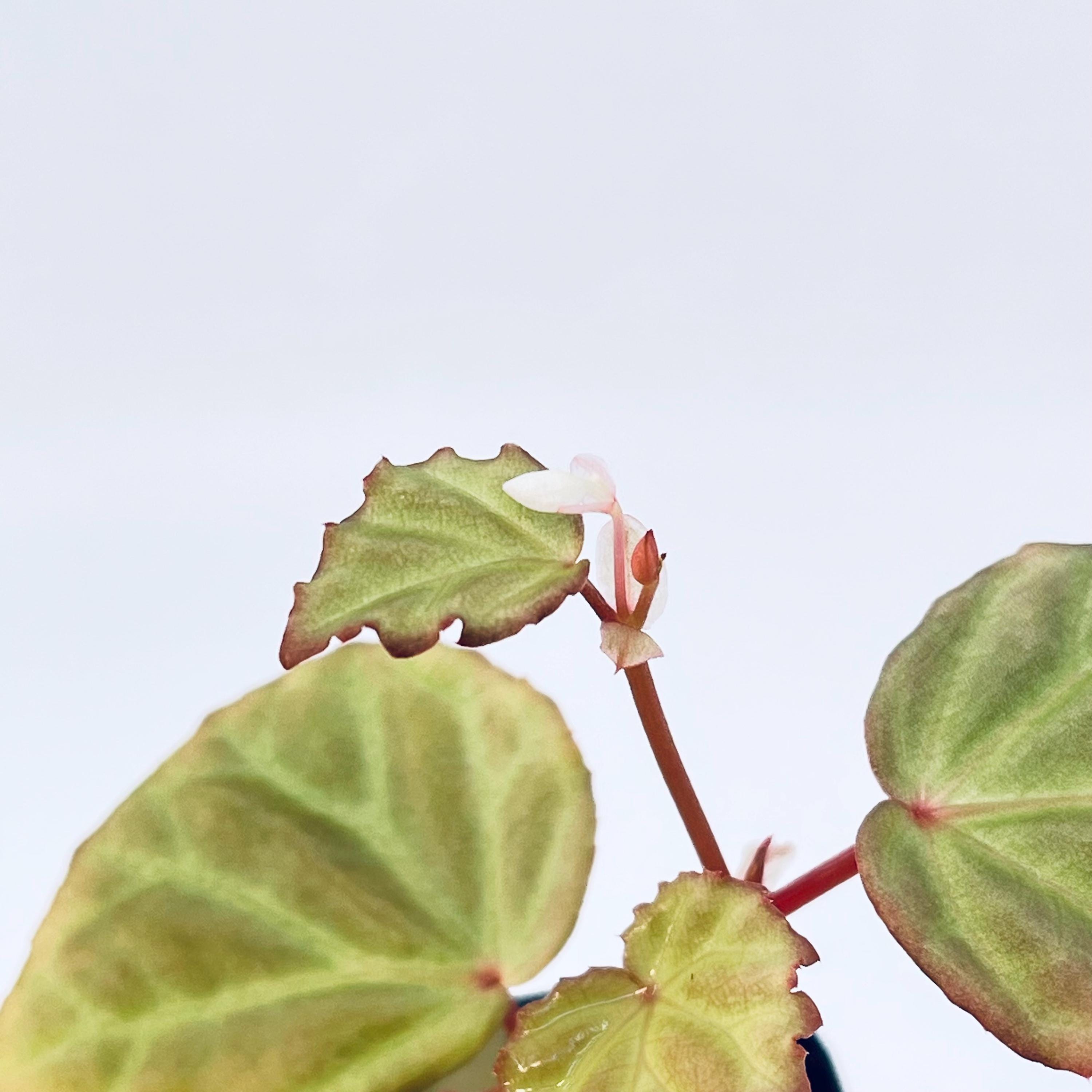 One FREE Per Item Purchased Begonia Botanicaz 85 V.5 'Satin Mint'