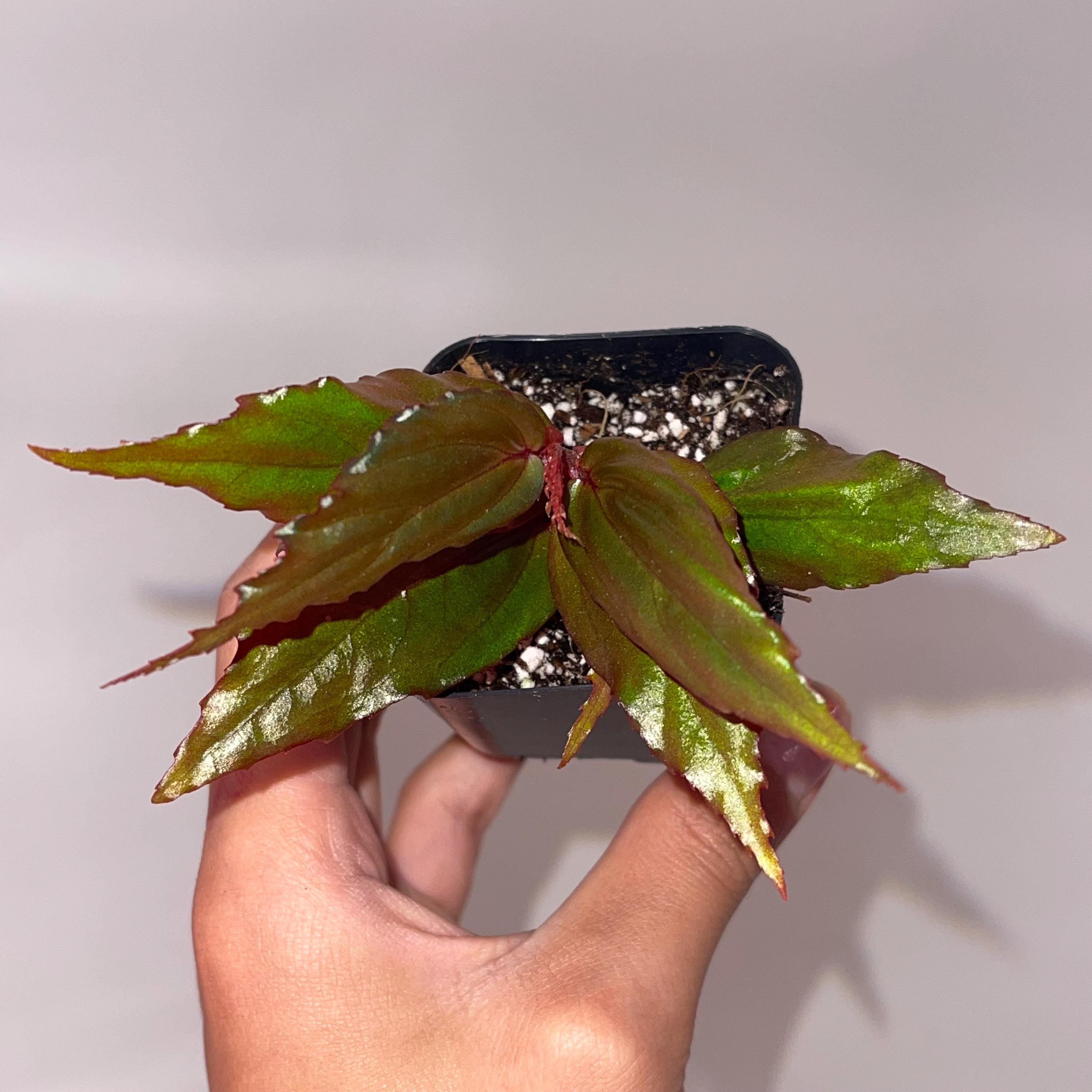 Begonia Botanicaz 121 'Blue Lotus'