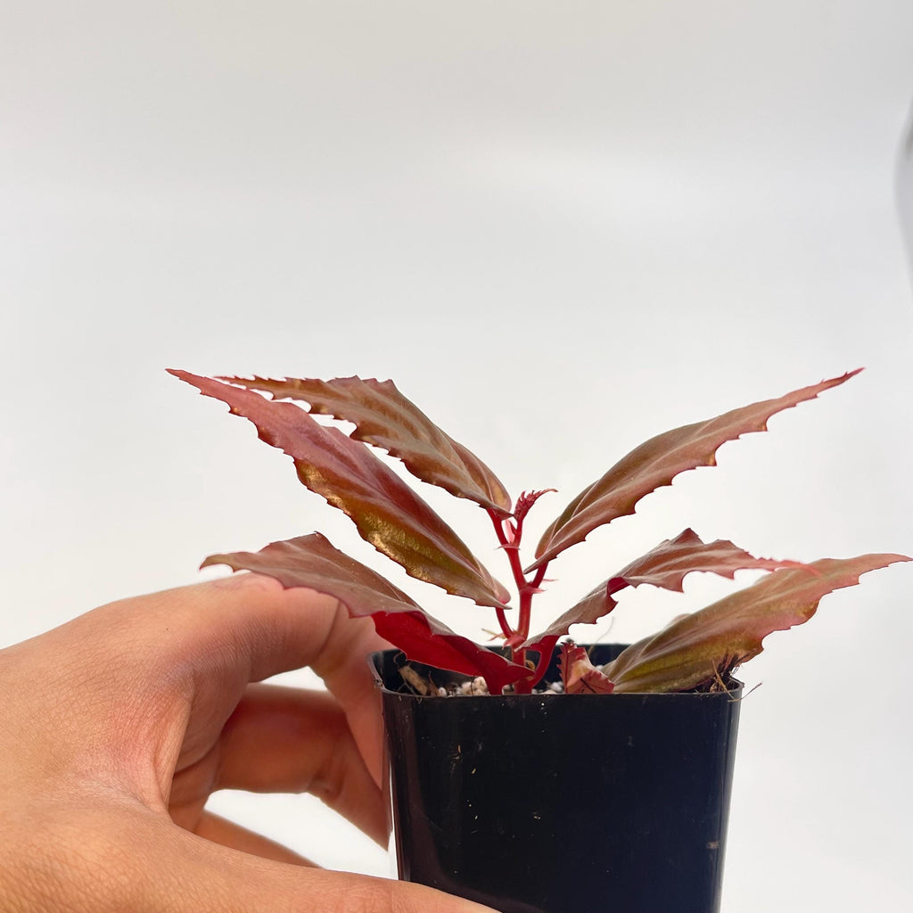 Begonia Botanicaz 121 'Blue Lotus'