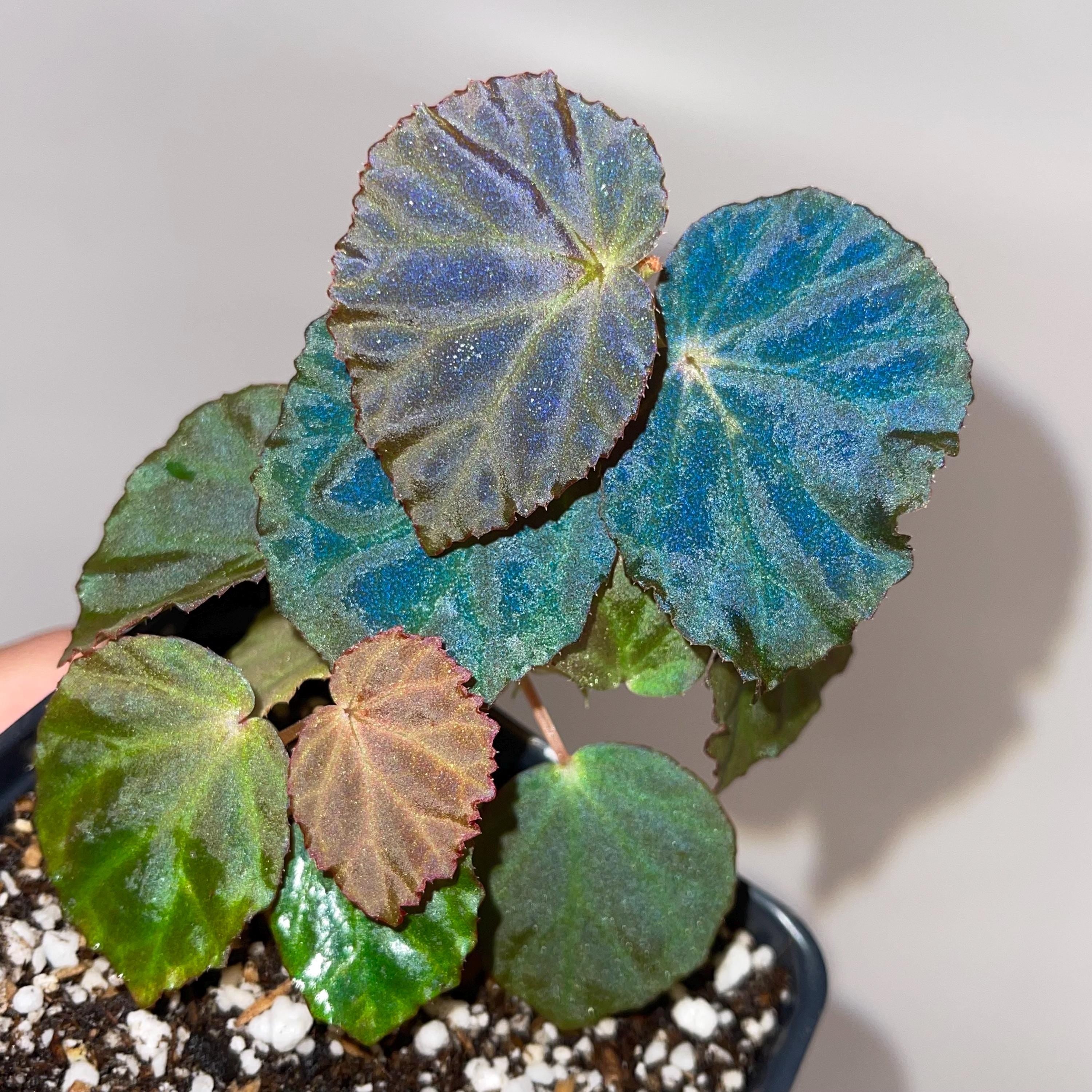 Begonia Botanicaz 85 V.6 'Ruffle'