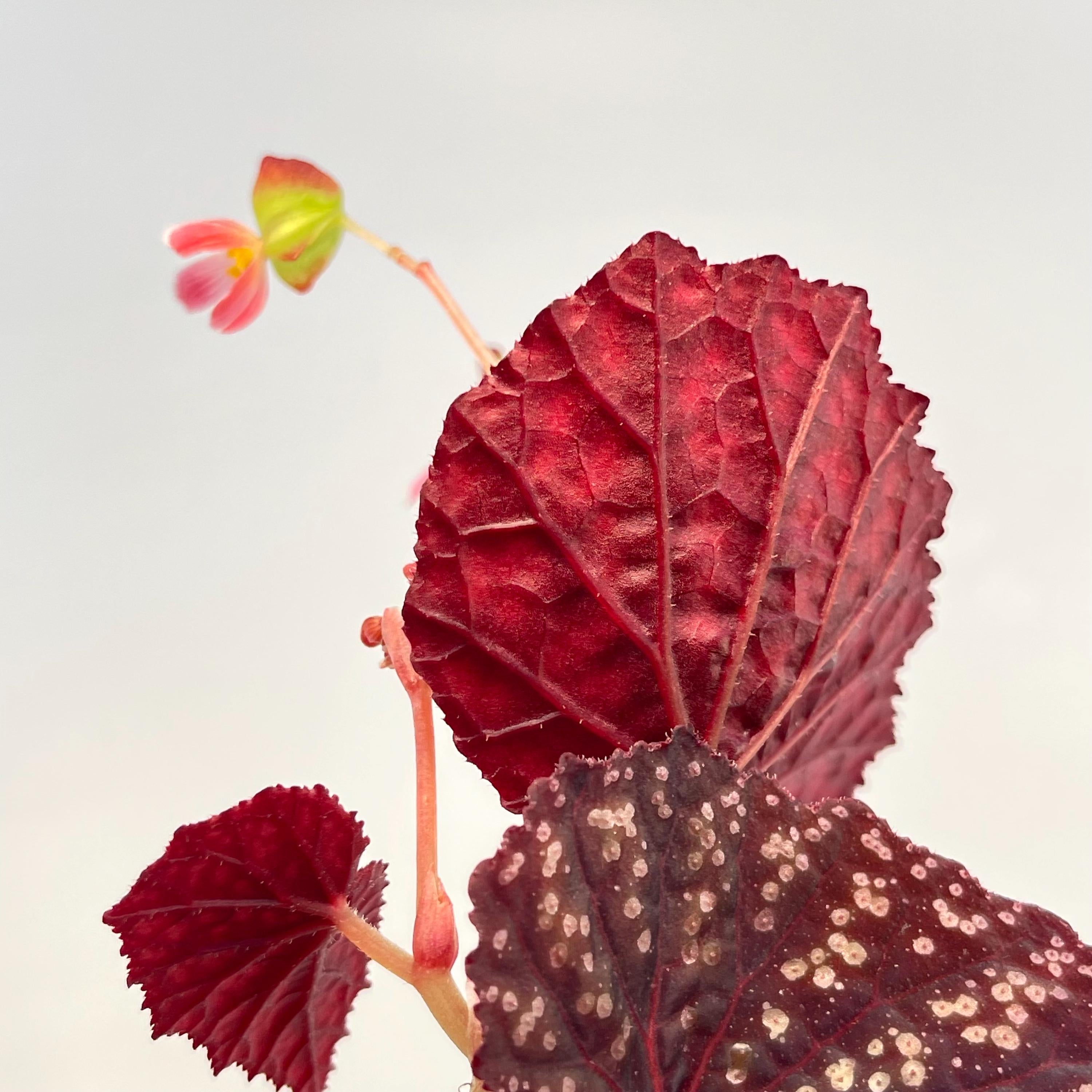 READY SOON Begonia Botanicaz 90 V.3 (Can acclimate to house conditions)