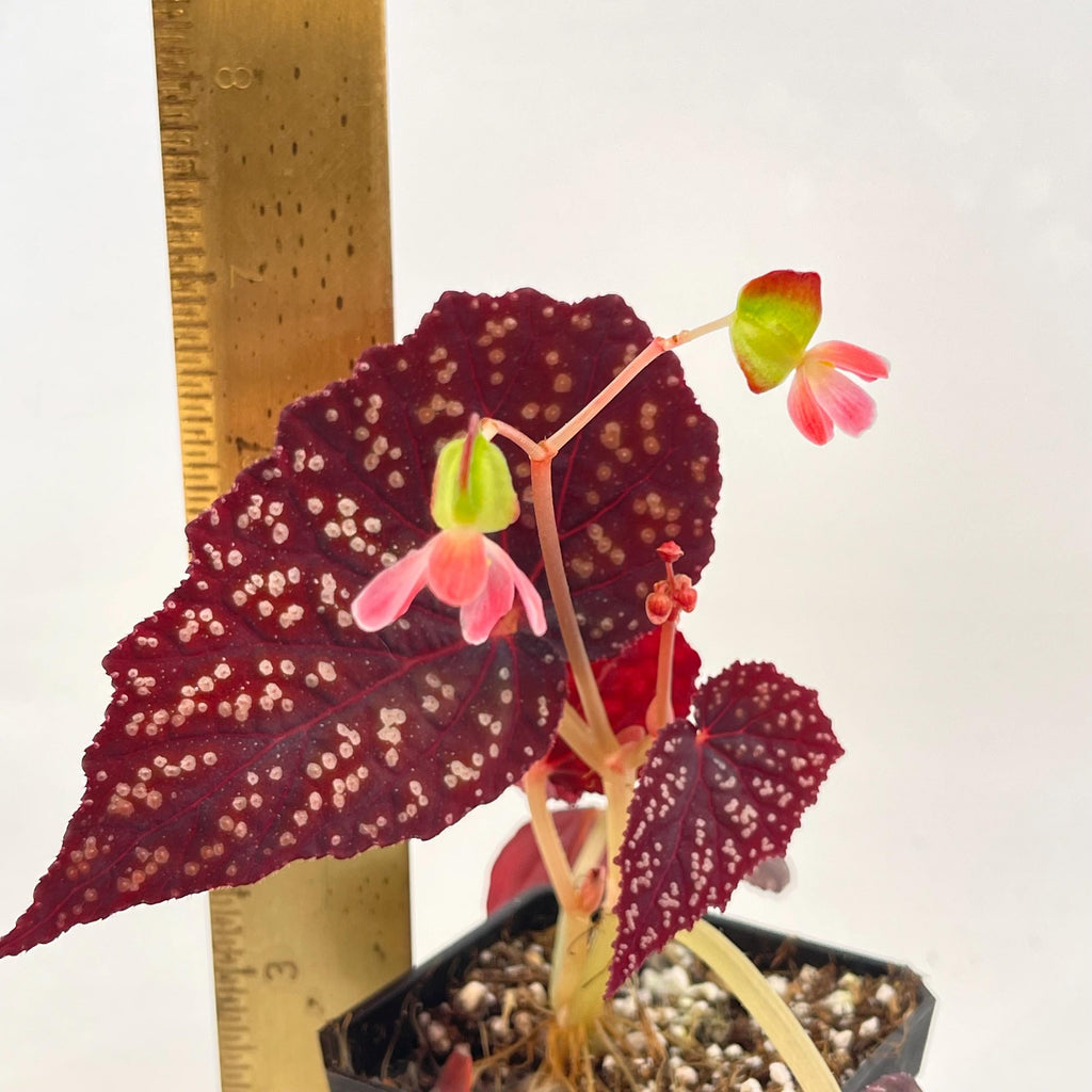 Begonia Botanicaz 90 V.3 (Can acclimate to house conditions)