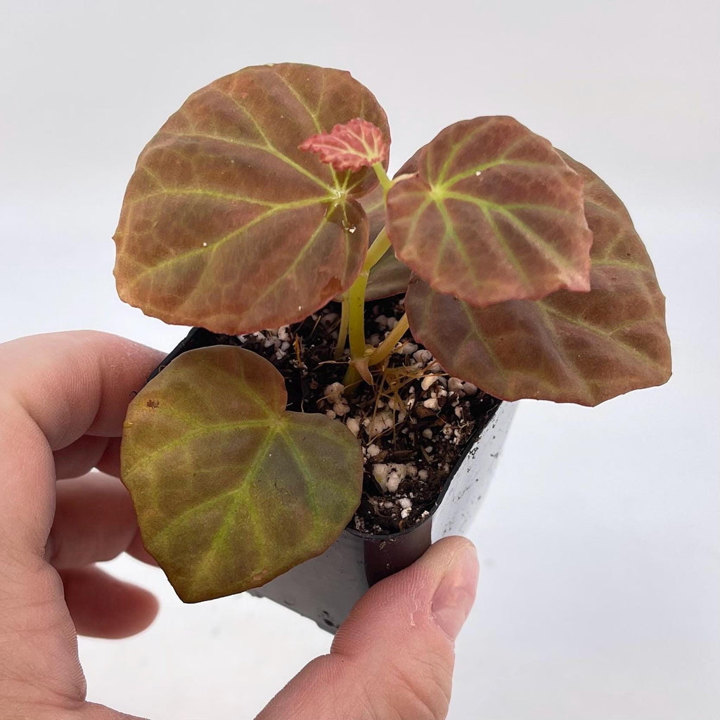 Begonia Botanicaz 85 V.7