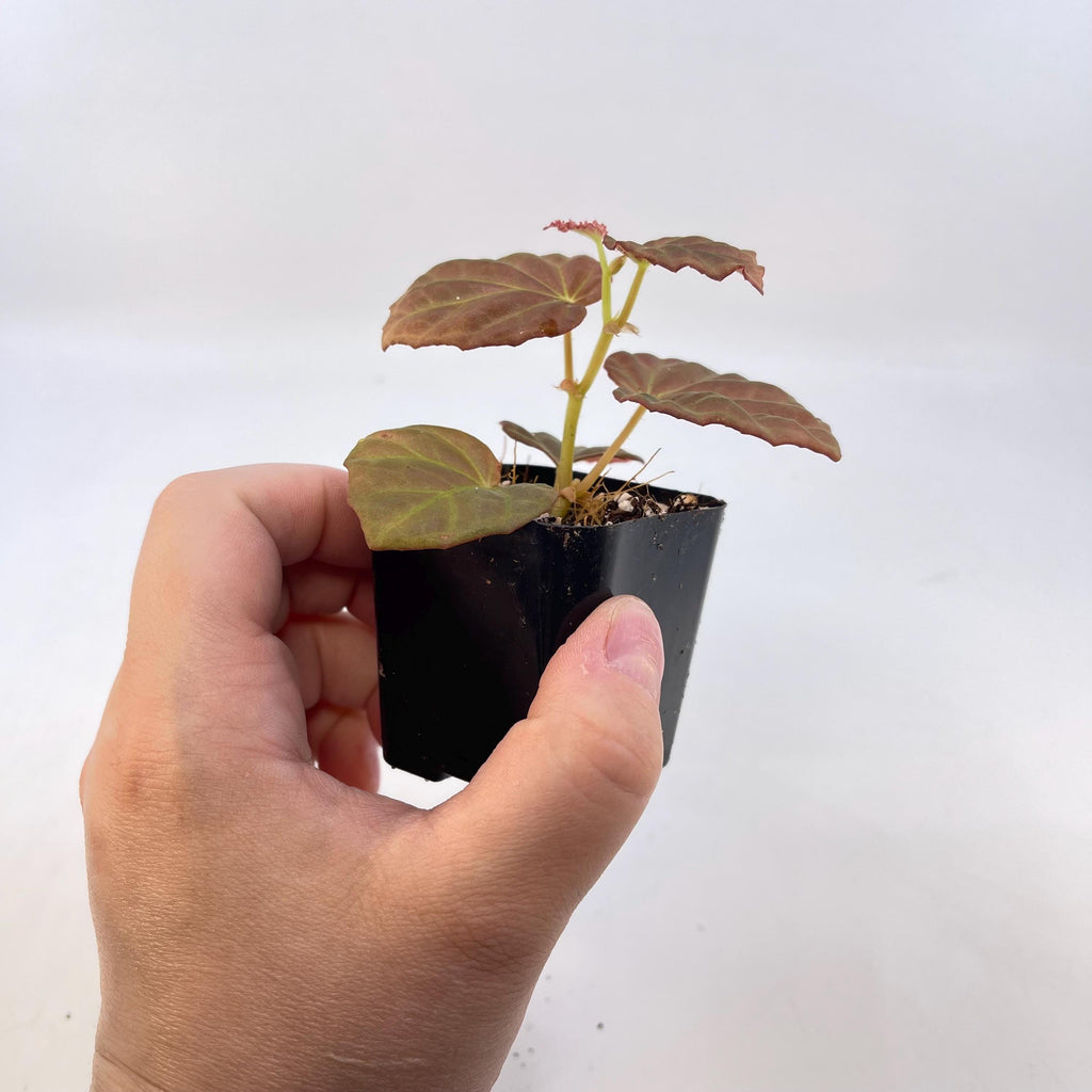 Begonia Botanicaz 85 V.7
