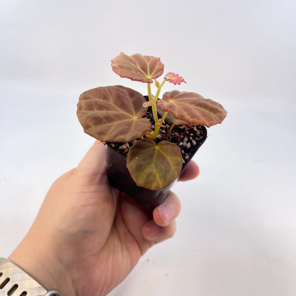 Begonia Botanicaz 85 V.7