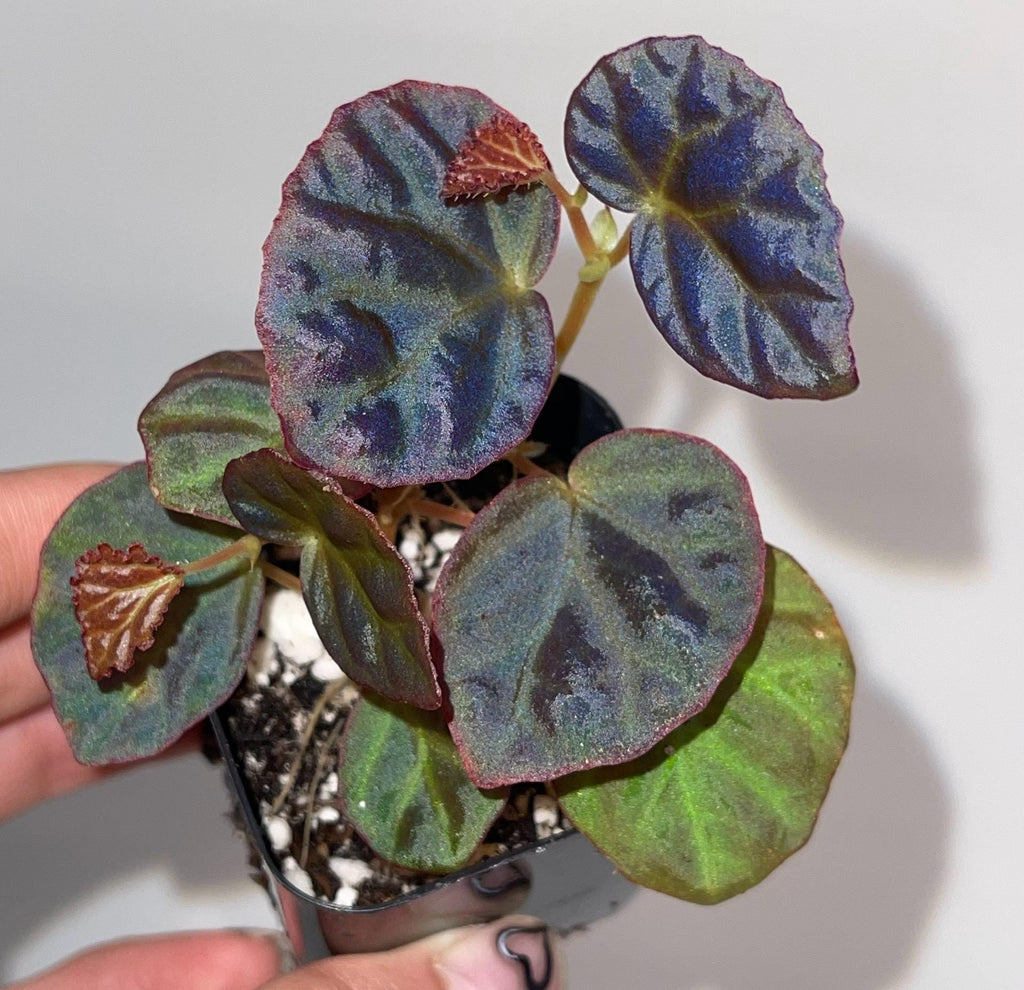 Begonia Botanicaz 85 V.1