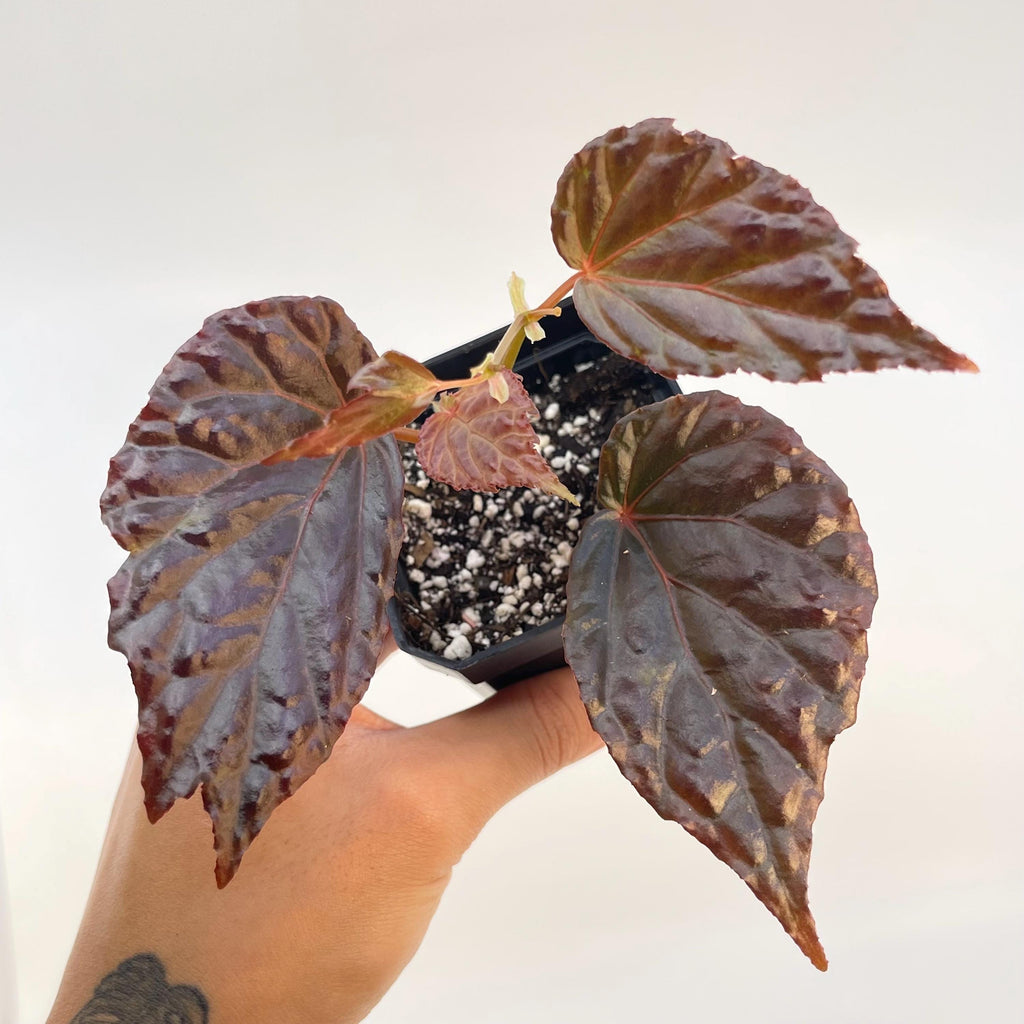 Begonia Botanicaz 75 V.1 (Can acclimate to house conditions)