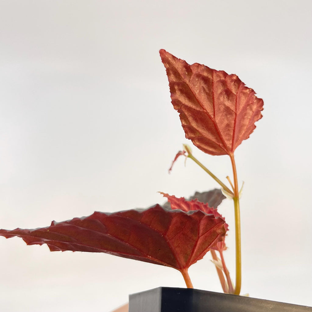Begonia Botanicaz 75 V.1 (Can acclimate to house conditions)