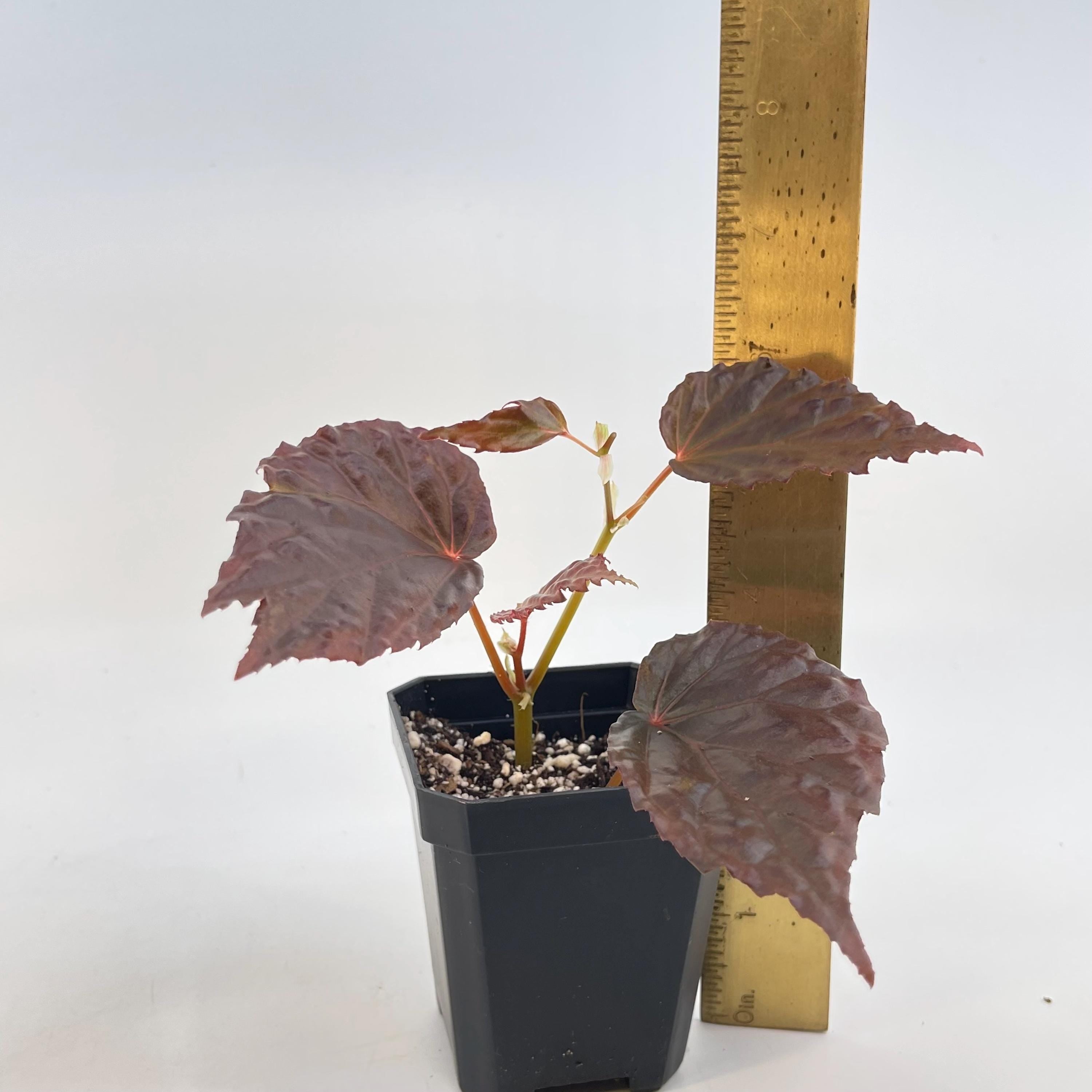 Begonia Botanicaz 75 V.1 (Can acclimate to house conditions)