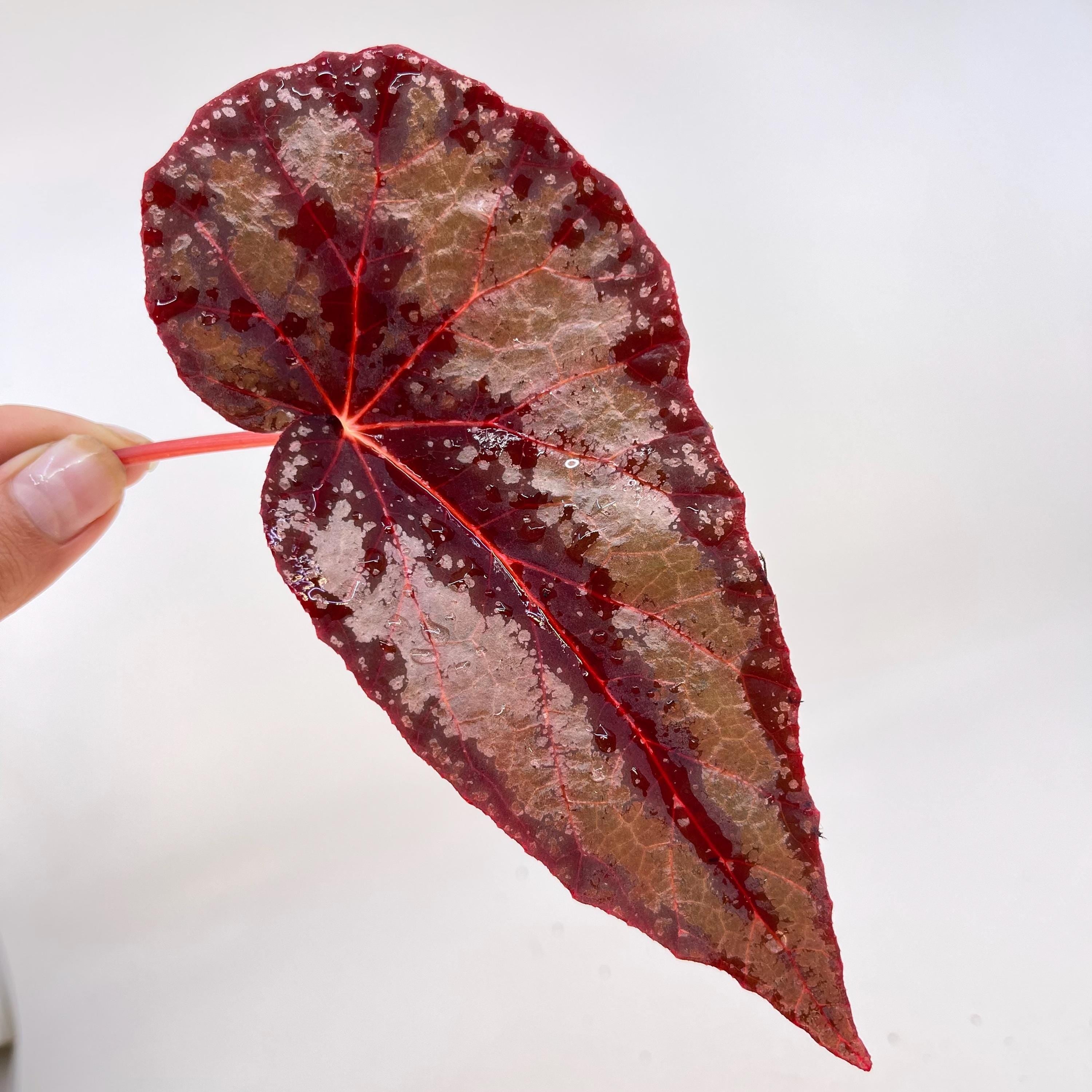 LEAF CUTTING Begonia Botanicaz 105 V.4 (Can acclimate to house conditions)