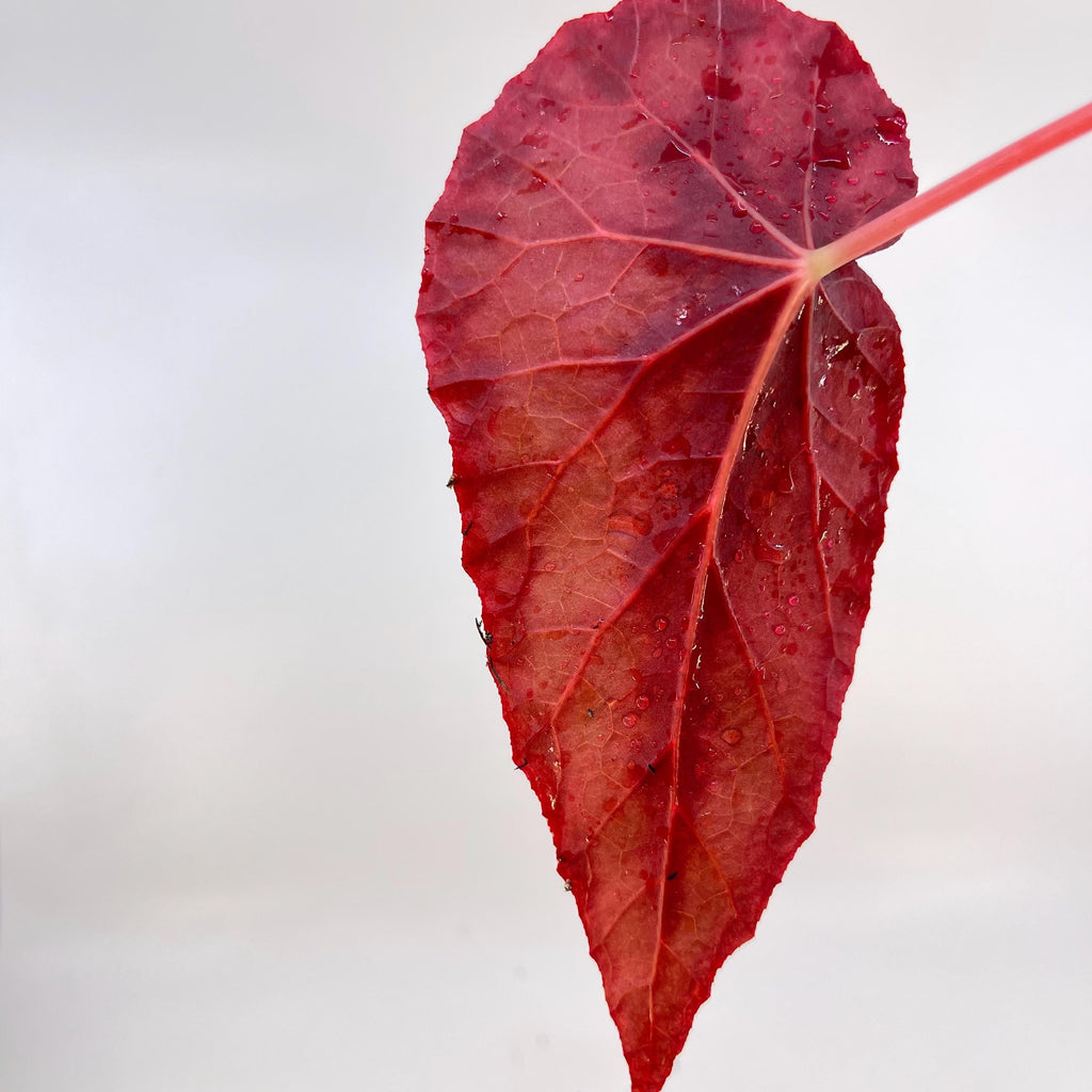 LEAF CUTTING Begonia Botanicaz 105 V.4 (Can acclimate to house conditions)