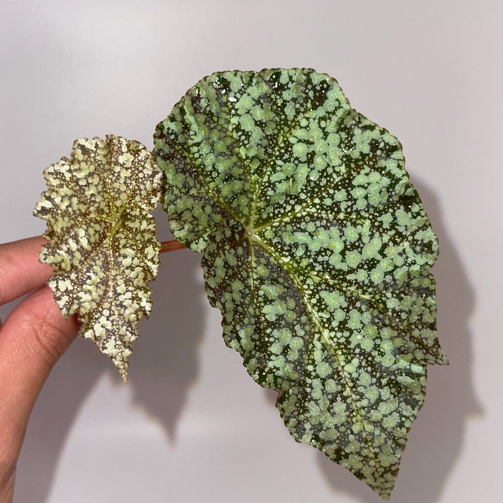 TOP CUTTING Begonia Botanicaz 36 'Diamond Drip' (Can acclimate to house conditions)