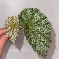 TOP CUTTING Begonia Botanicaz 36 'Diamond Drip' (Can acclimate to house conditions)