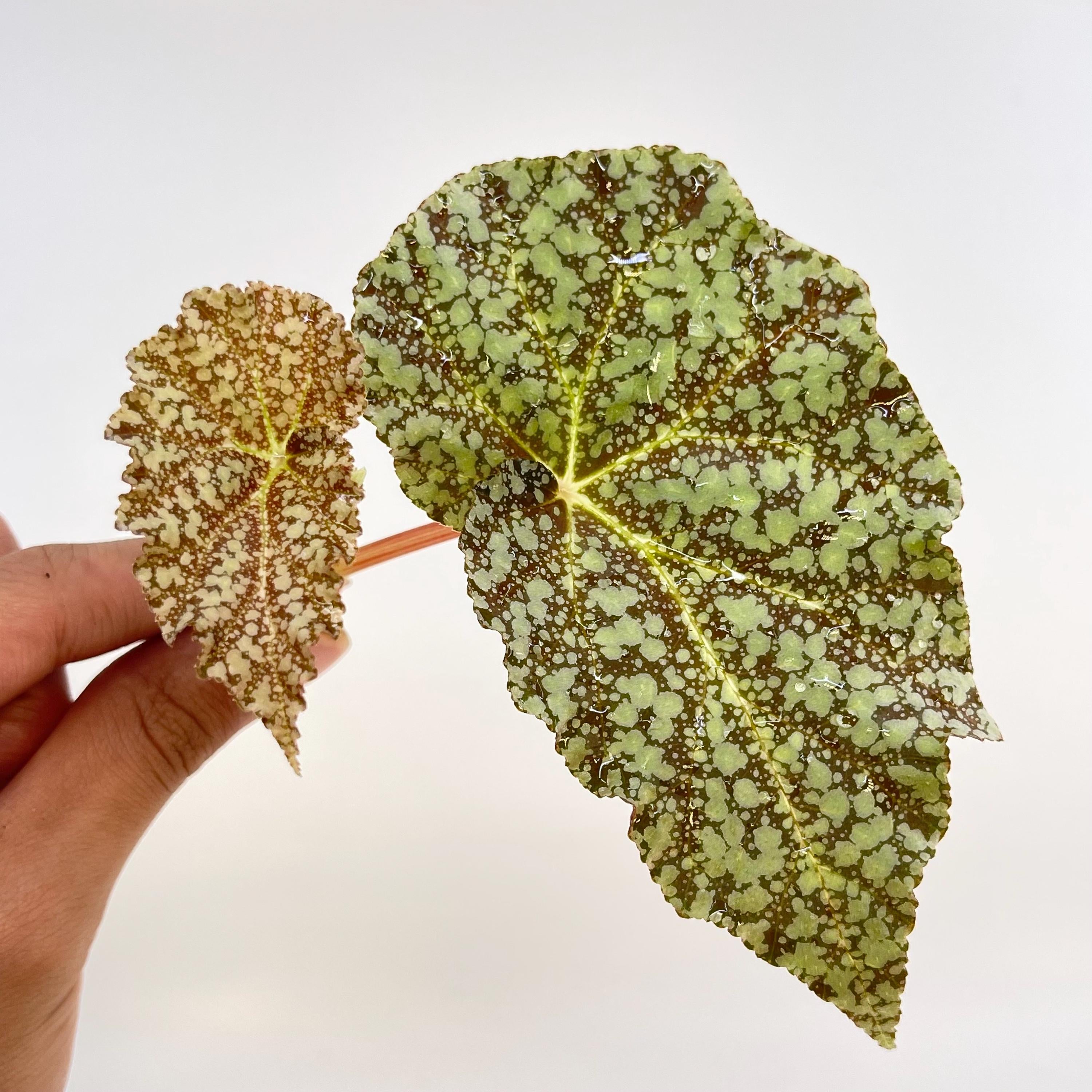 TOP CUTTING Begonia Botanicaz 36 'Diamond Drip' (Can acclimate to house conditions)