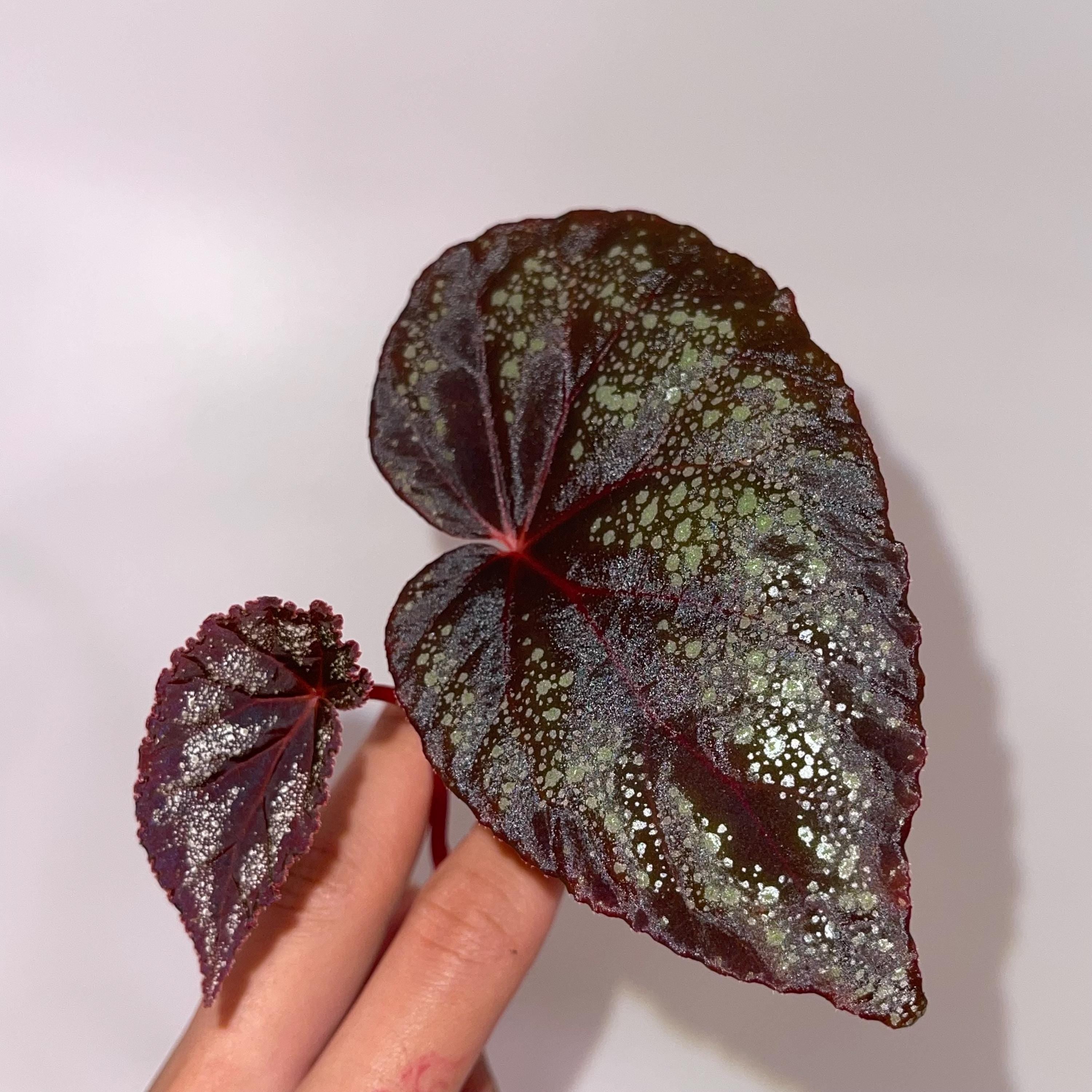 TOP CUTTING Begonia Botanicaz 80 V.3 (Can acclimate to house conditions)