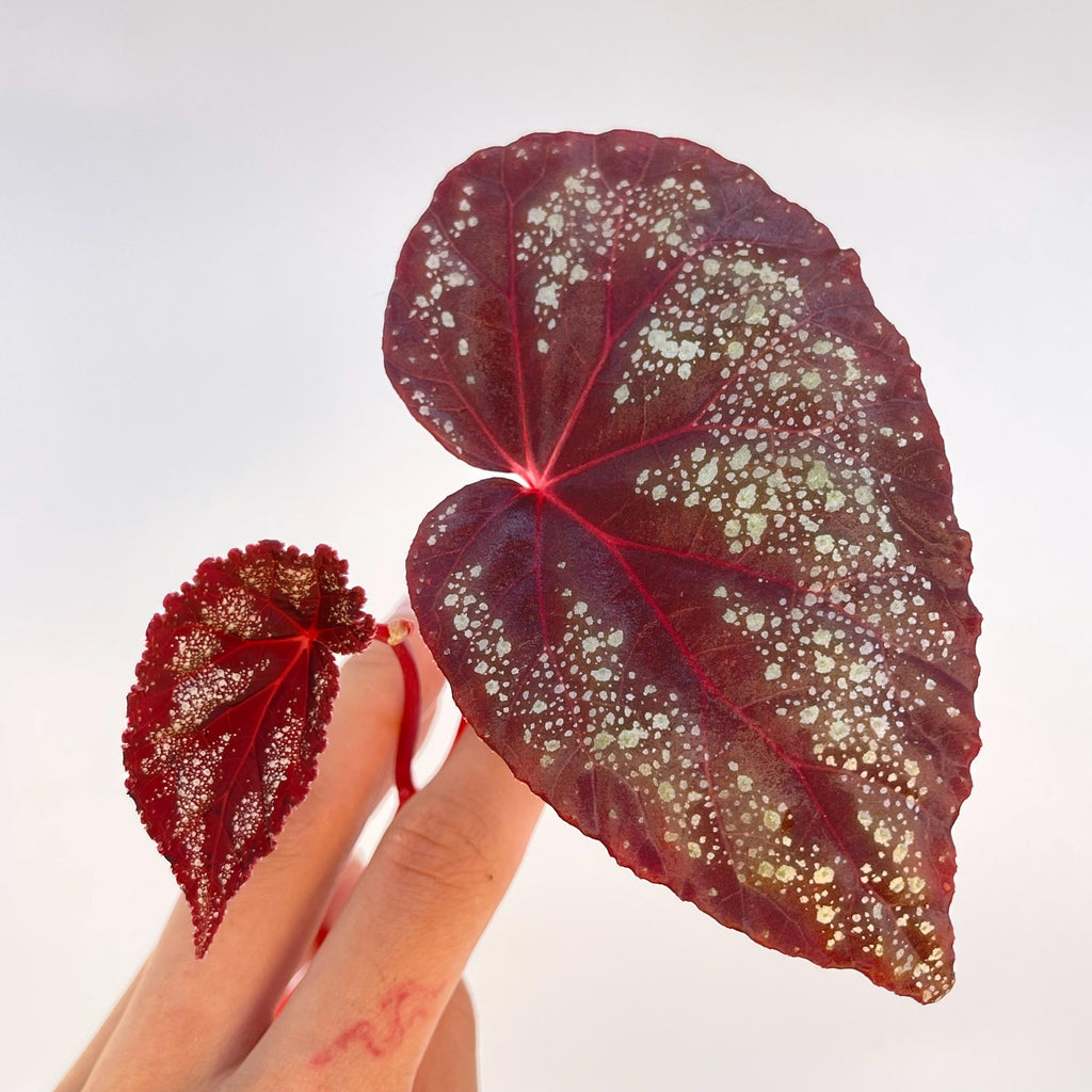 TOP CUTTING Begonia Botanicaz 80 V.3 (Can acclimate to house conditions)