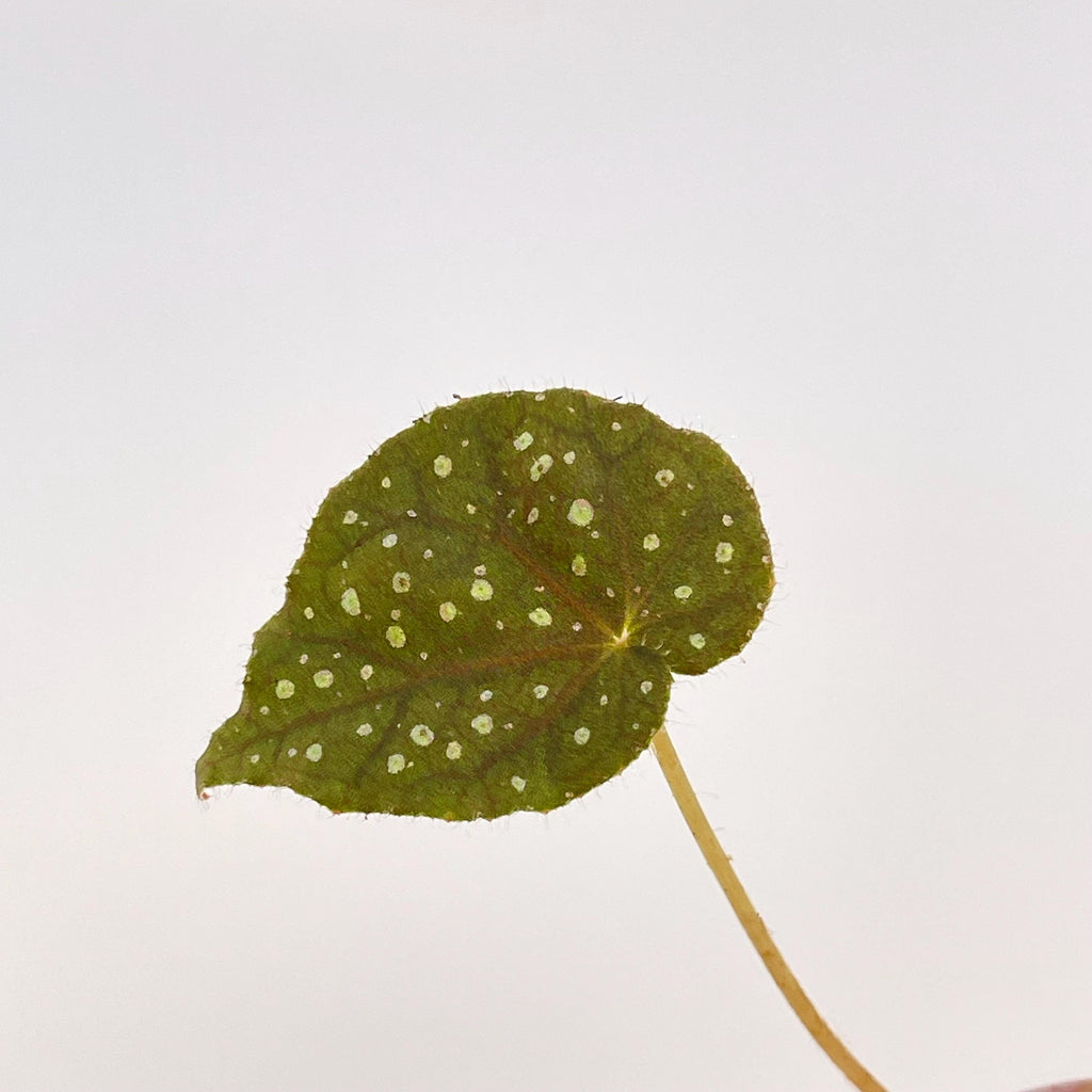LEAF CUTTING Begonia sp. NoID