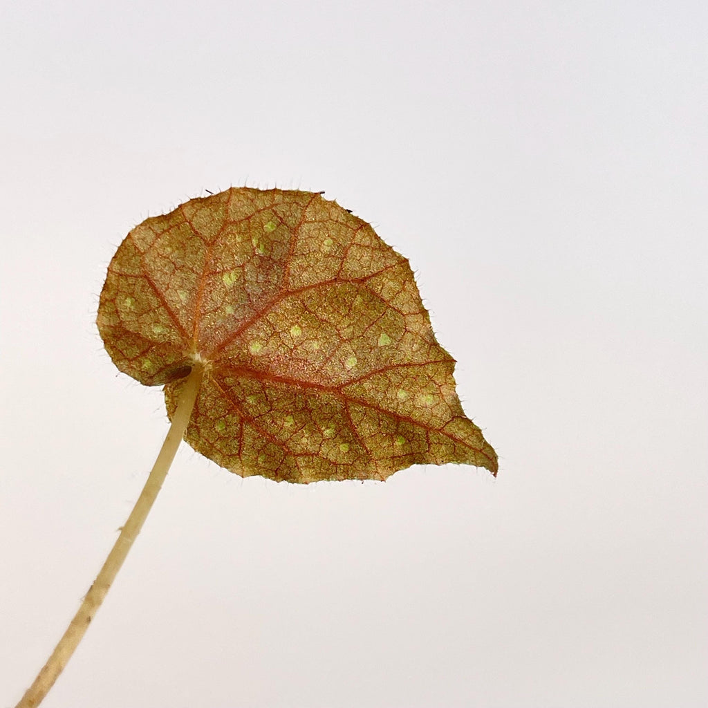 LEAF CUTTING Begonia sp. NoID