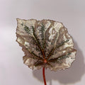LEAF CUTTING only Begonia Botanicaz 59 'Rosé' (Can acclimate to house conditions)