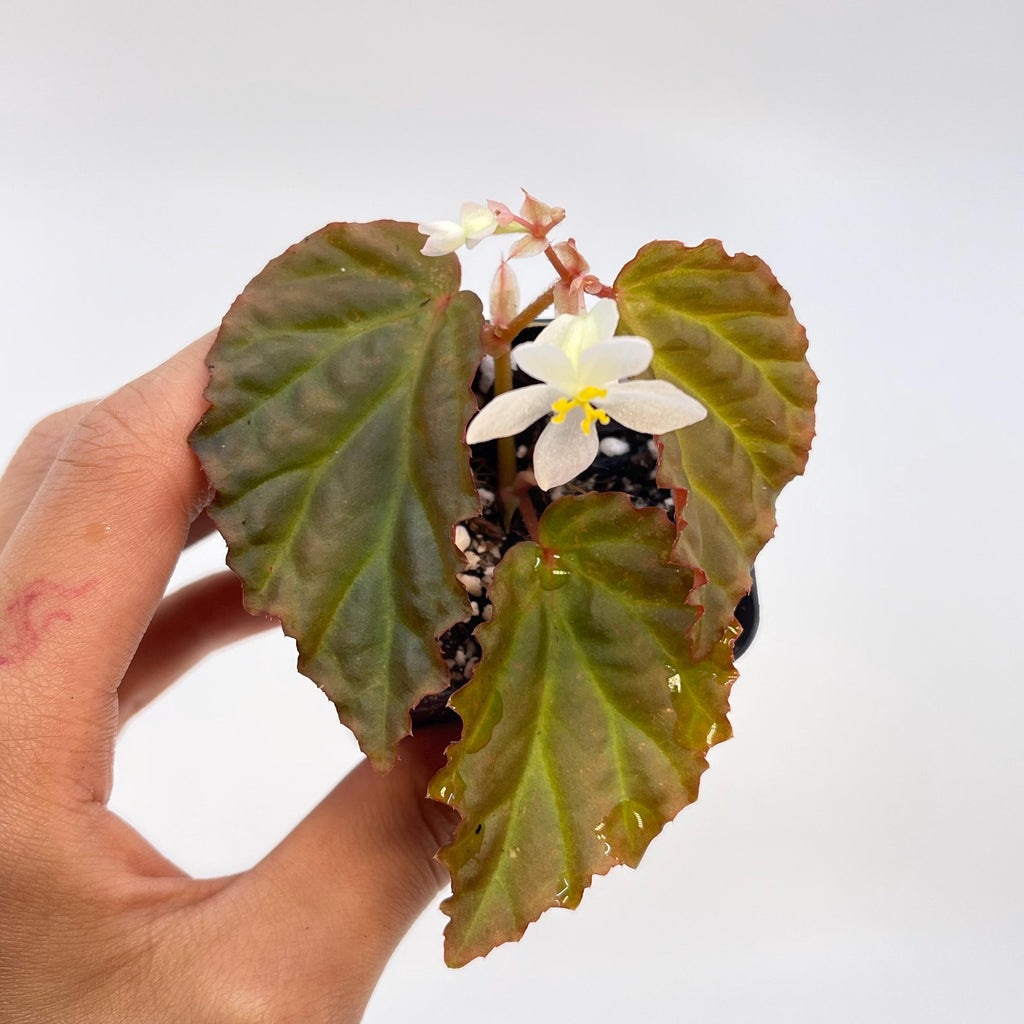 Begonia Botanicaz 87 V.2