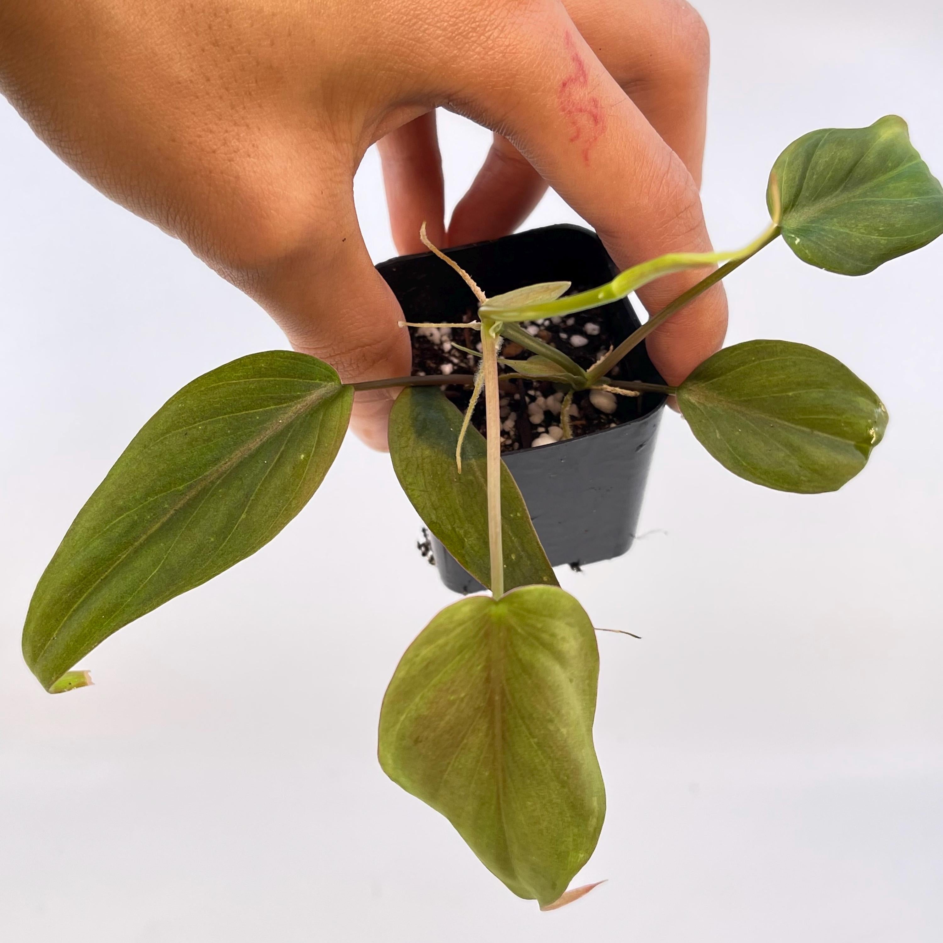 Variegated Philodendron micans ‘mint’ (Can acclimate to house conditions)