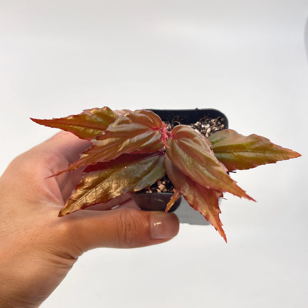Begonia Botanicaz 121 'Blue Lotus'