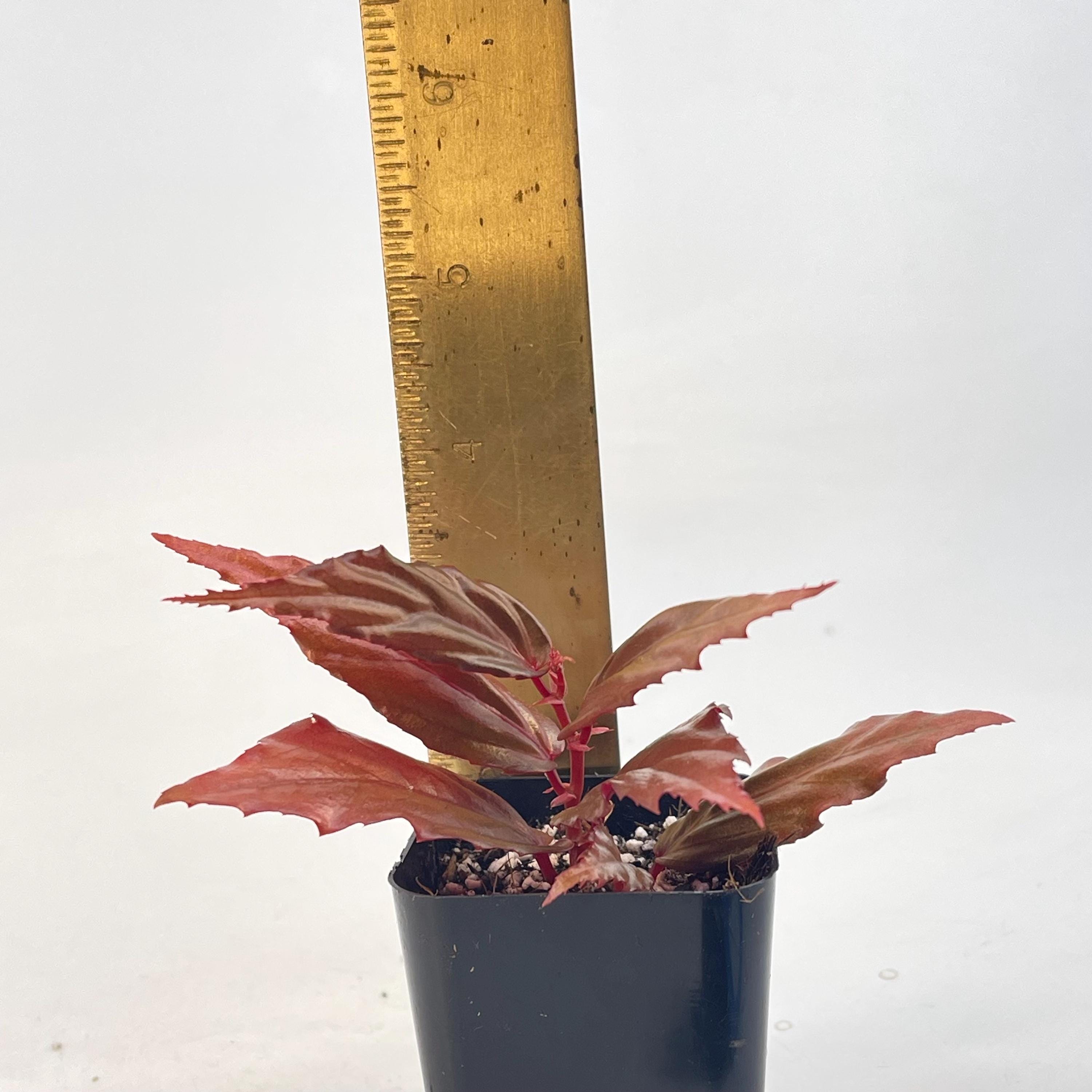 Begonia Botanicaz 121 'Blue Lotus'