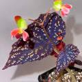 READY SOON Begonia Botanicaz 90 V.3 (Can acclimate to house conditions)