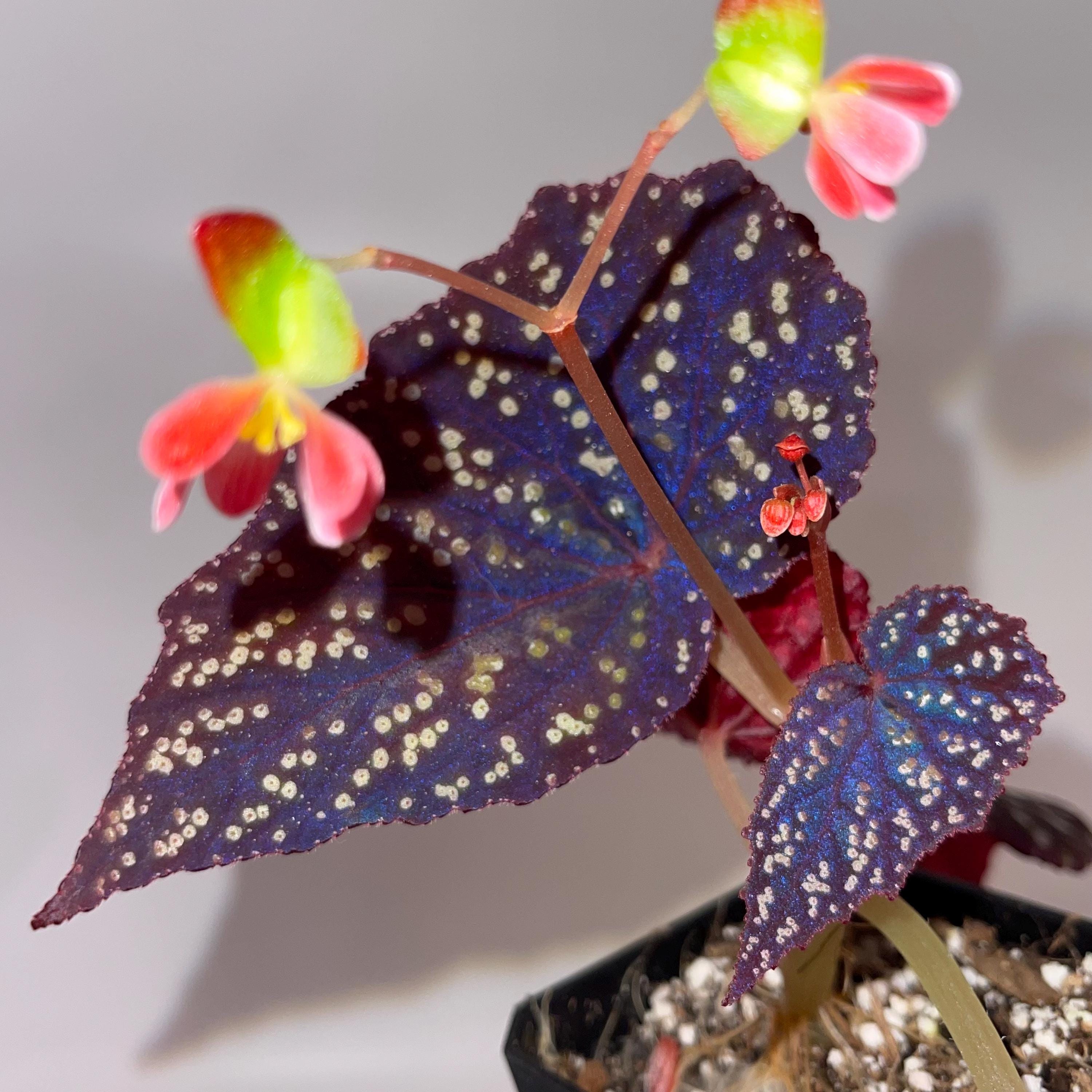 READY SOON Begonia Botanicaz 90 V.3 (Can acclimate to house conditions)