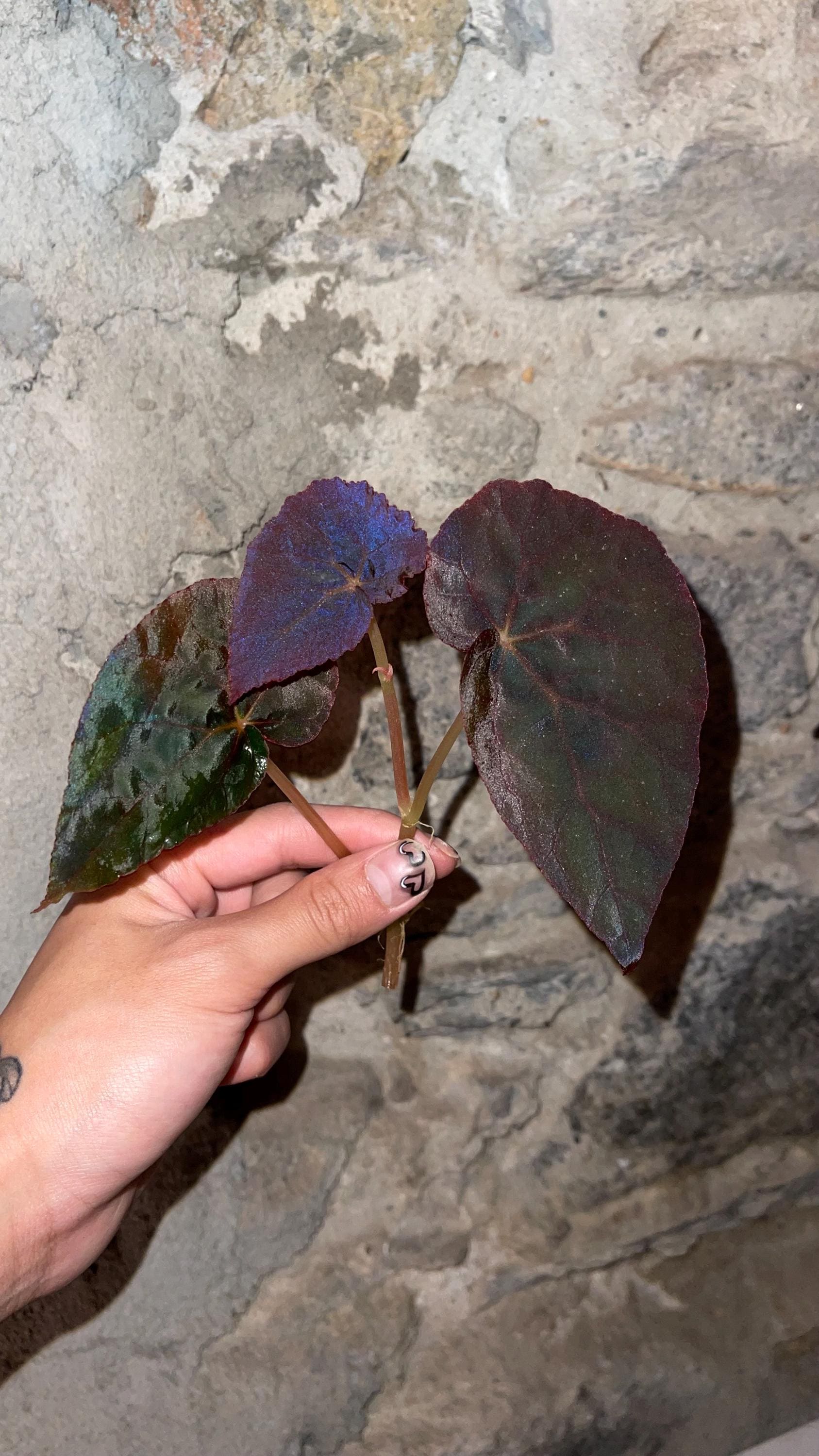 TOP CUTTING Begonia Botanicaz 96 V.7 (Can acclimate to house conditions)