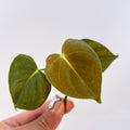 TOP CUTTING Philodendron lupinum