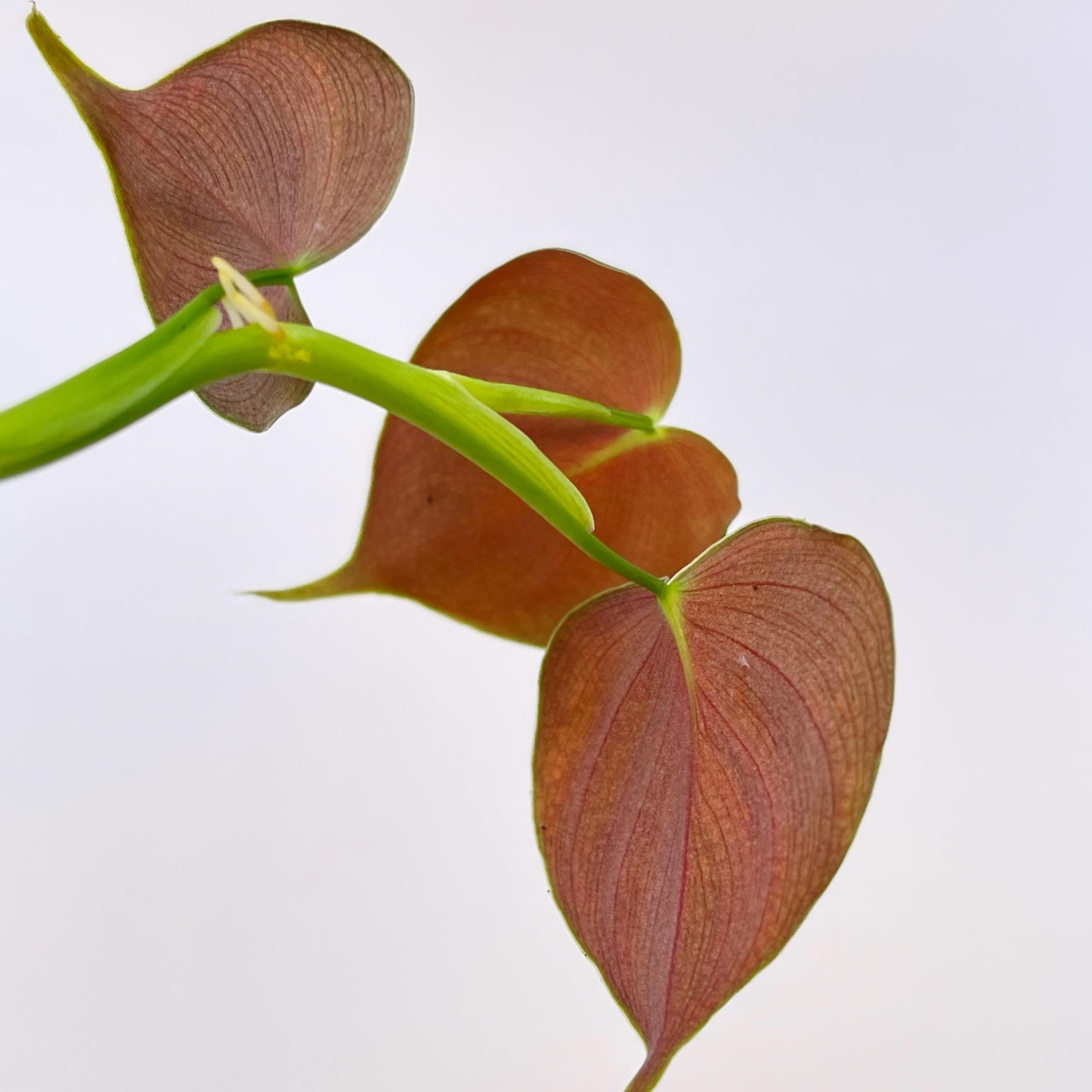 TOP CUTTING Philodendron lupinum