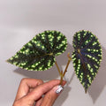 TOP CUTTING Begonia Botanicaz 90 V.1 (Can acclimate to house conditions)