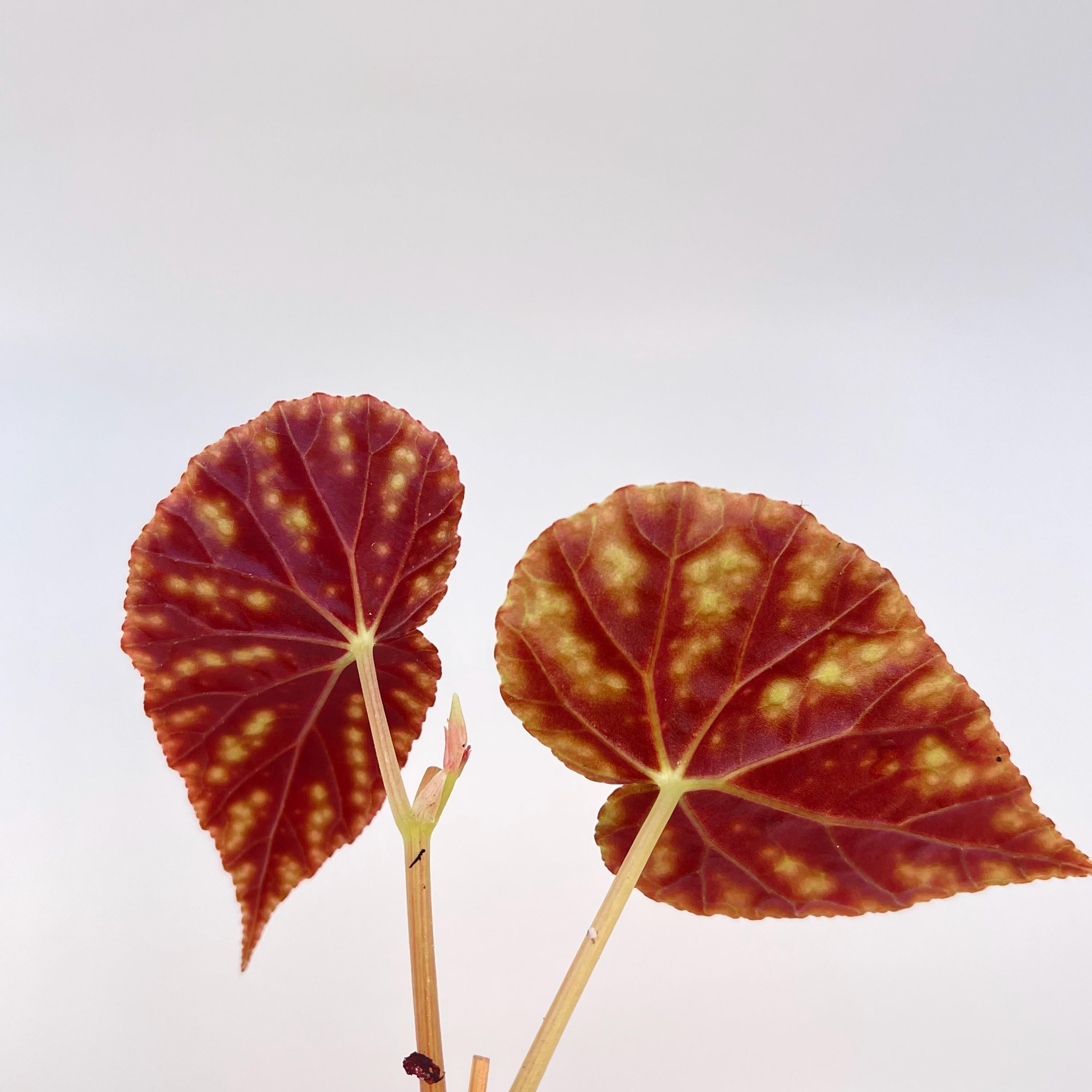 TOP CUTTING Begonia Botanicaz 90 V.1 (Can acclimate to house conditions)