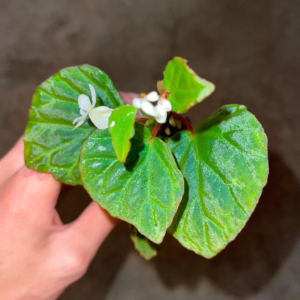 READY SOON Begonia Botanicaz 85 V.4 'Baby Blue'