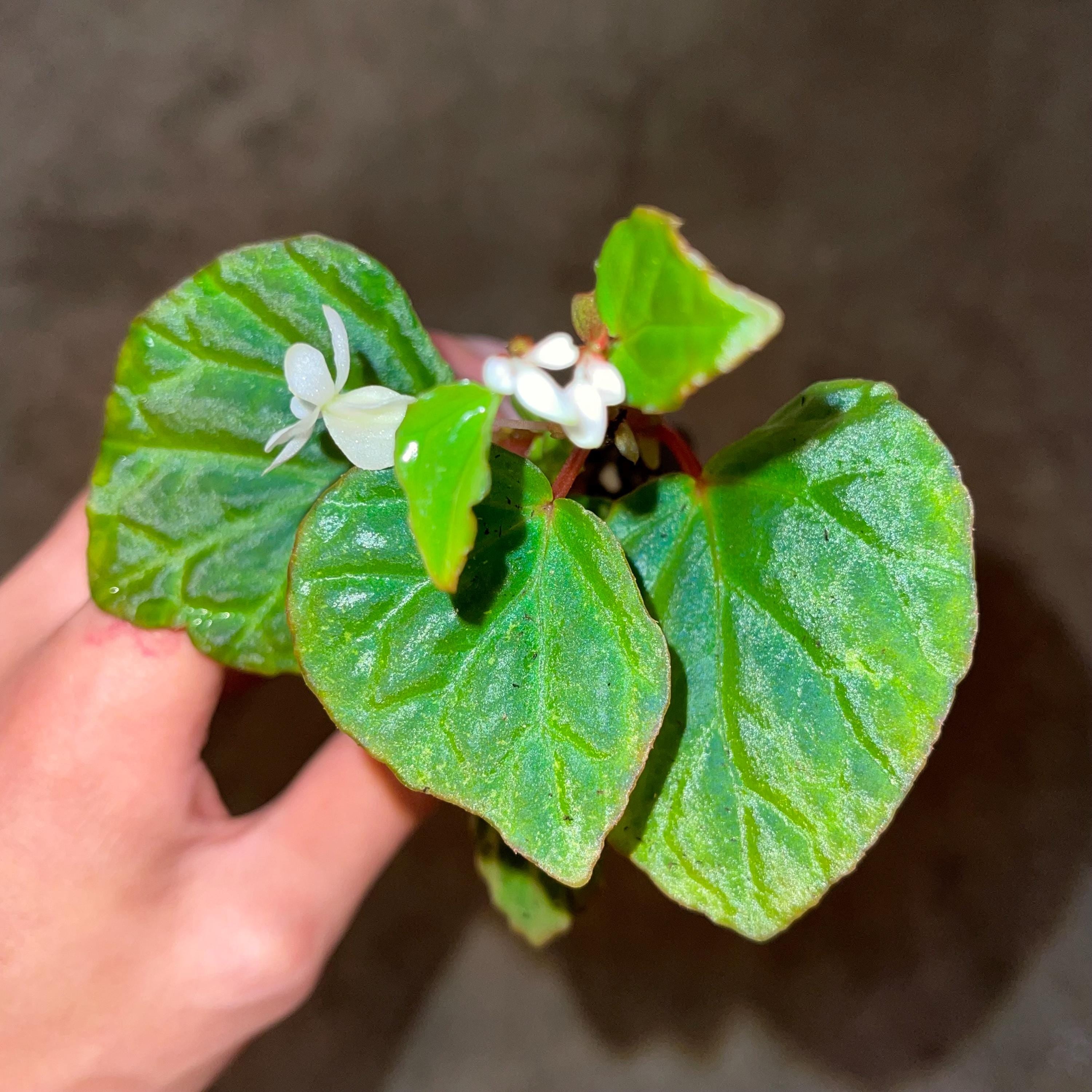 READY SOON Begonia Botanicaz 85 V.4 'Baby Blue'