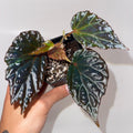 Begonia Botanicaz 75 V.1 (Can acclimate to house conditions)