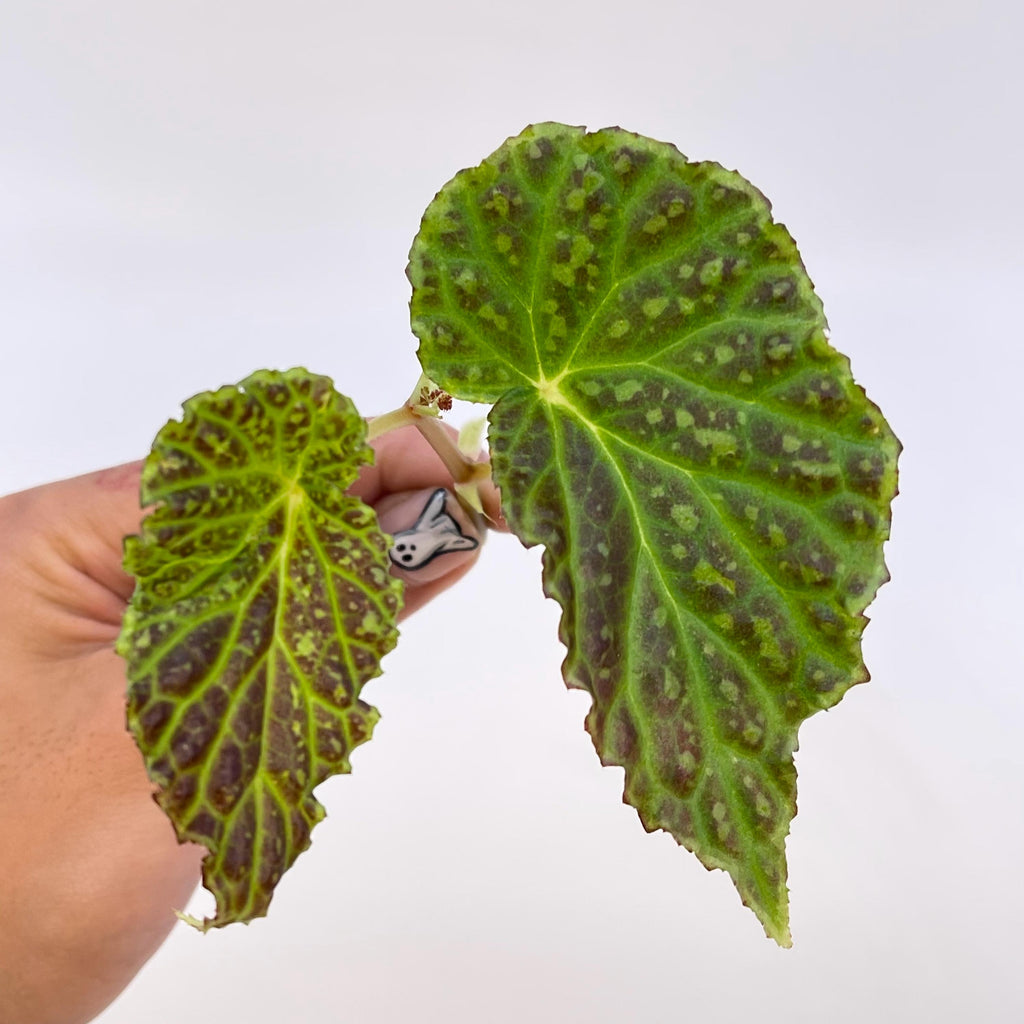 TOP CUTTING Begonia Botanicaz 48