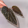 TOP CUTTING Begonia Botanicaz 150