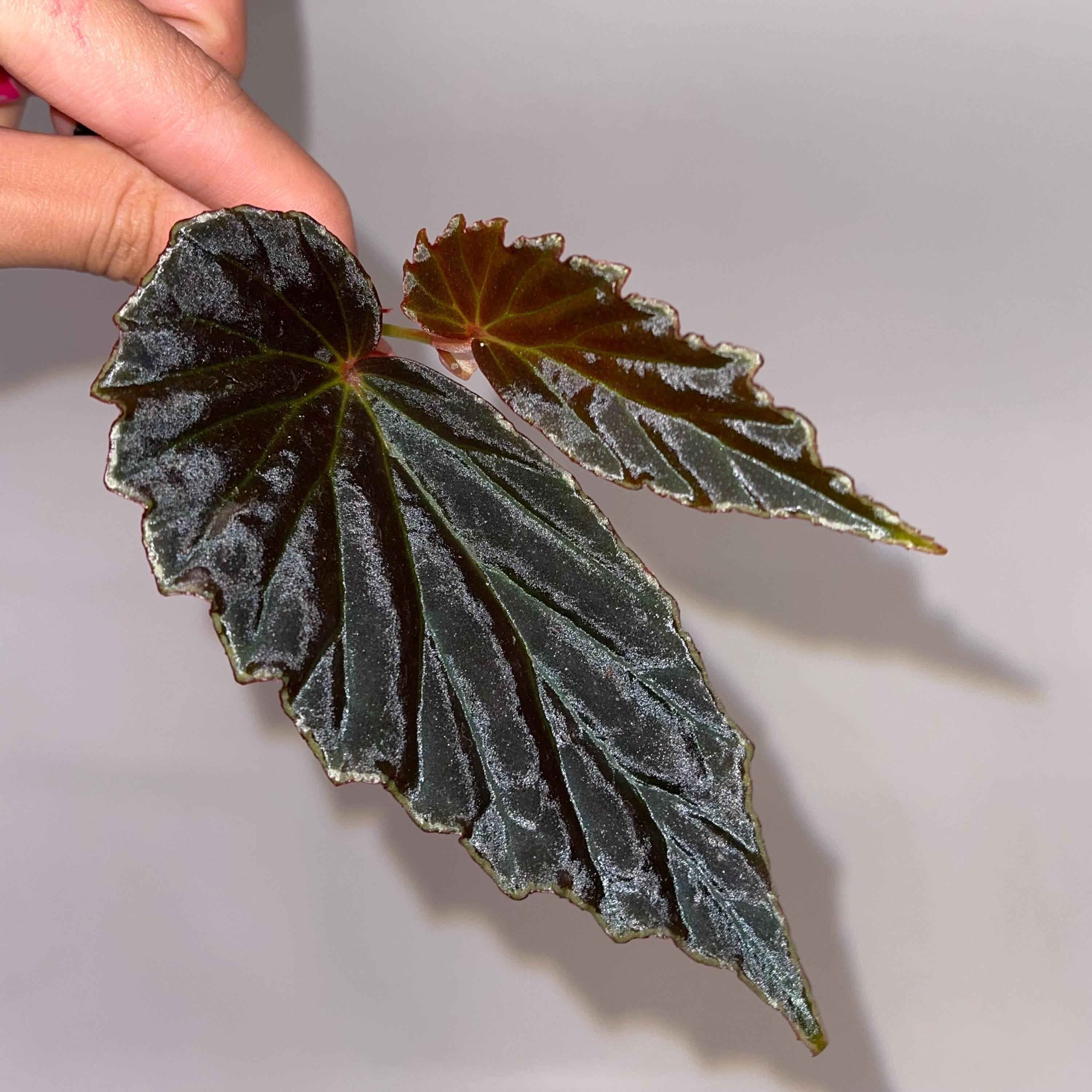 TOP CUTTING Begonia Botanicaz 3 (Can acclimate to house conditions)