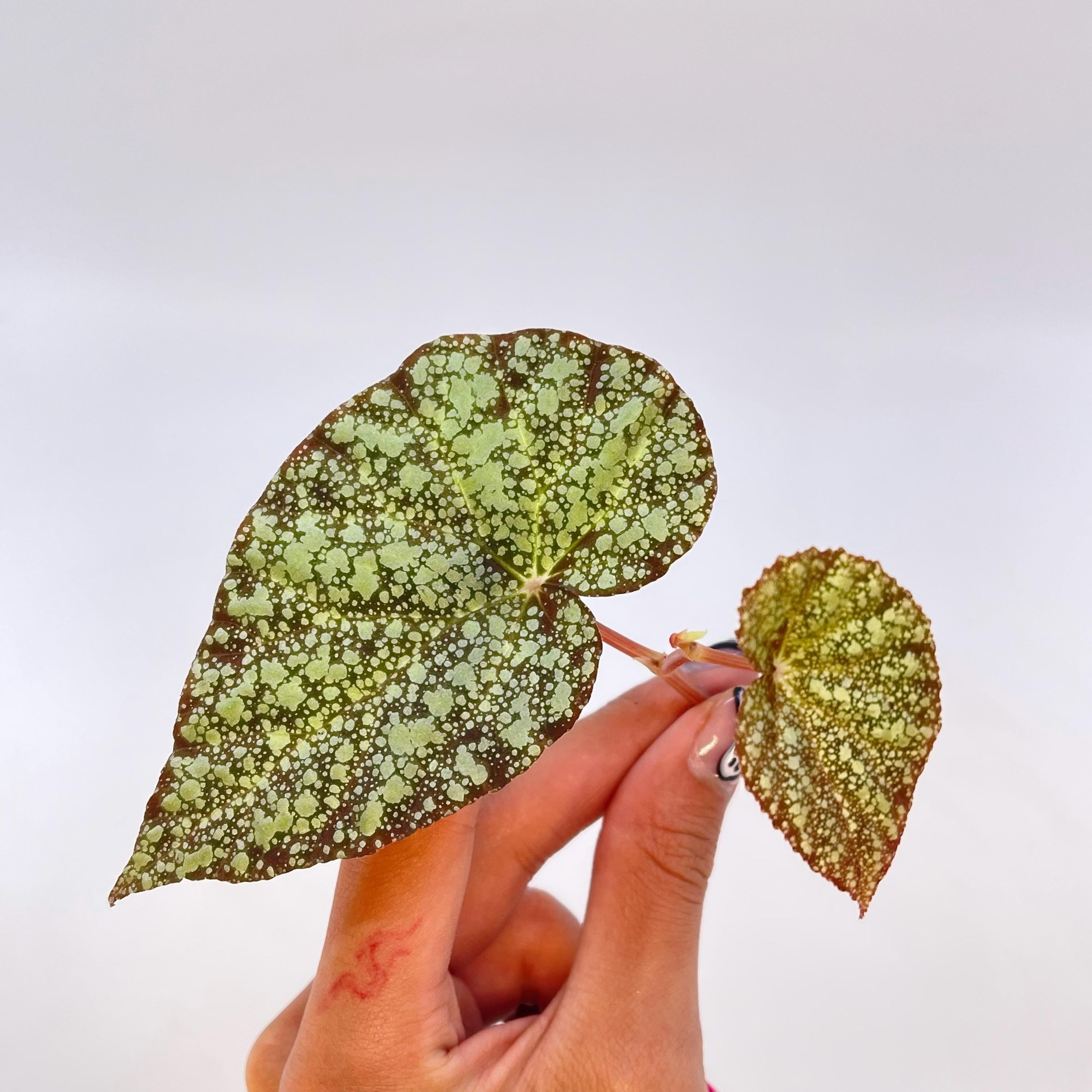 TOP CUTTING Begonia Botanicaz 36 (Can acclimate to house conditions)