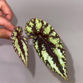 TOP CUTTING Begonia Botanicaz 105 V.5 (Can acclimate to house conditions)