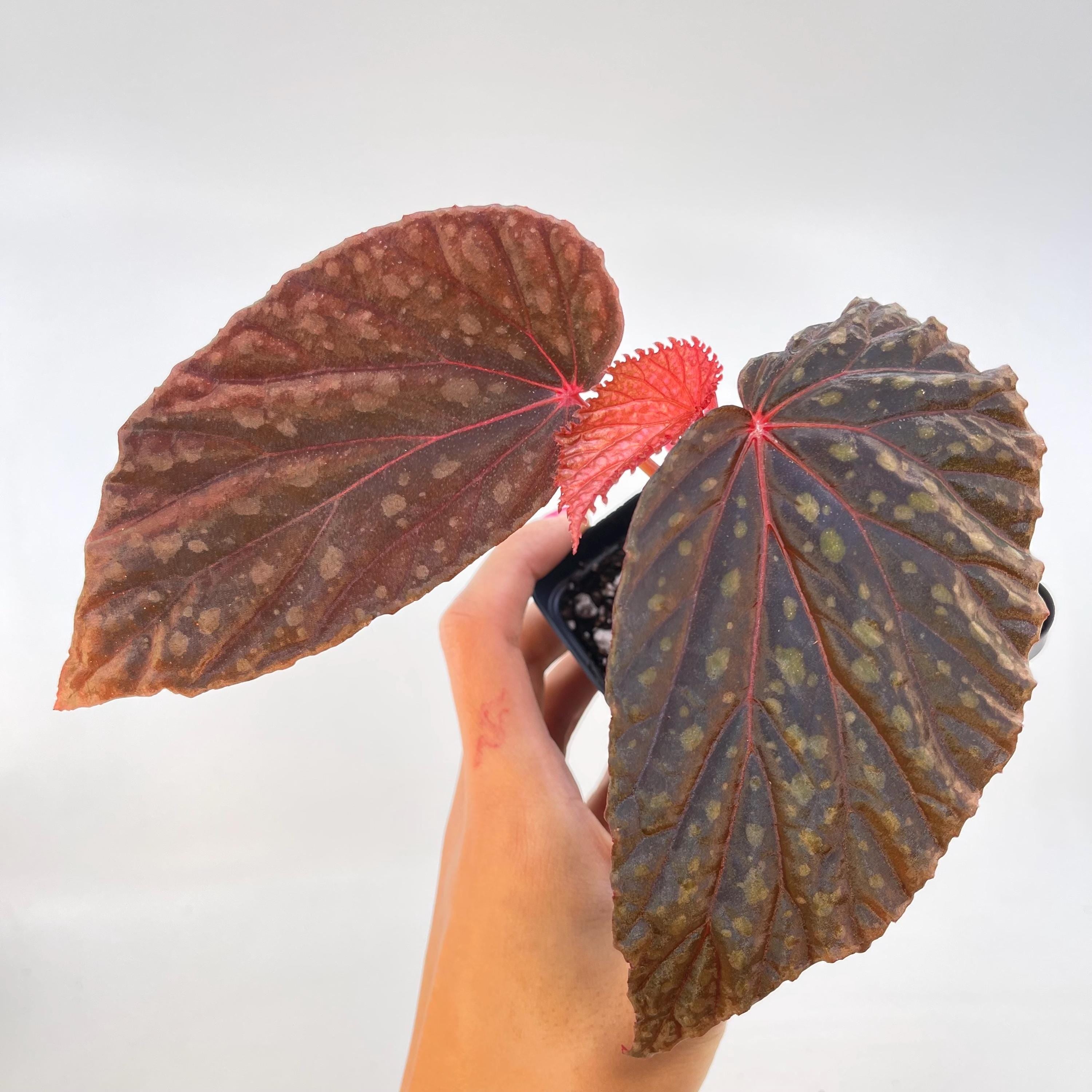 Begonia Botanicaz 67 (Fragrant Blooms)